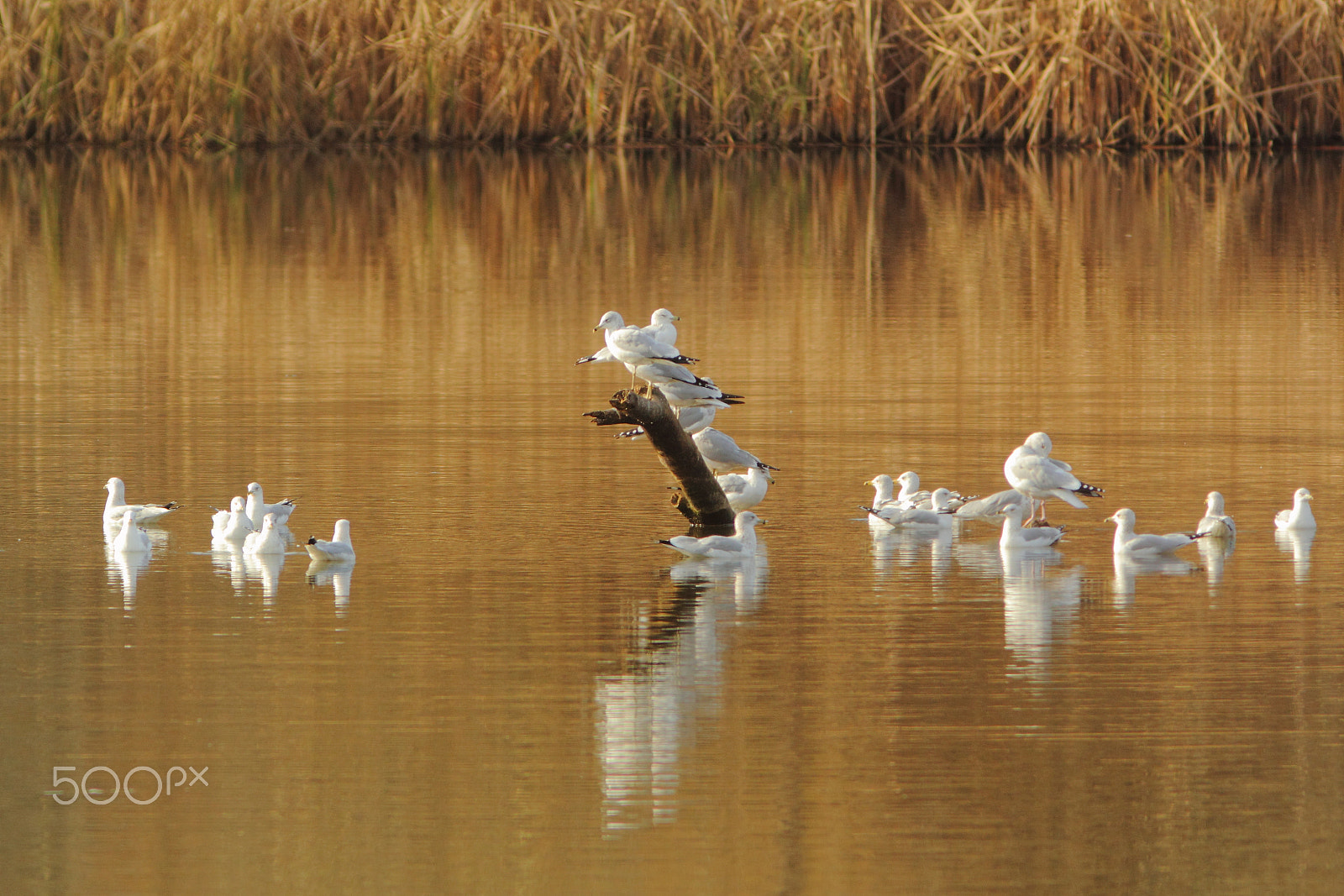 Canon EF 300mm F4L IS USM sample photo. Ring-bills on the erie canal (autumn) photography