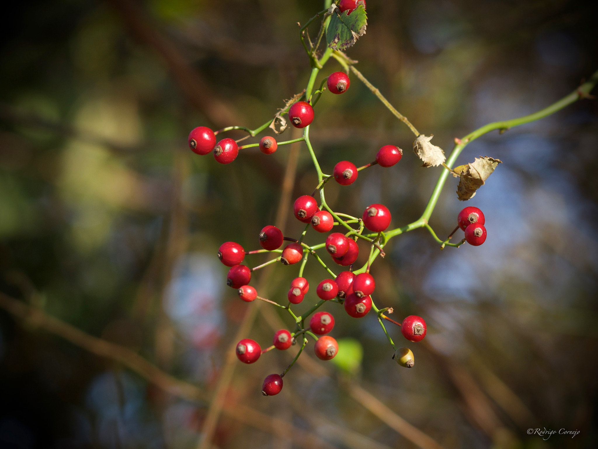 Olympus Zuiko Digital ED 70-300mm F4.0-5.6 sample photo. Wild fruit photography