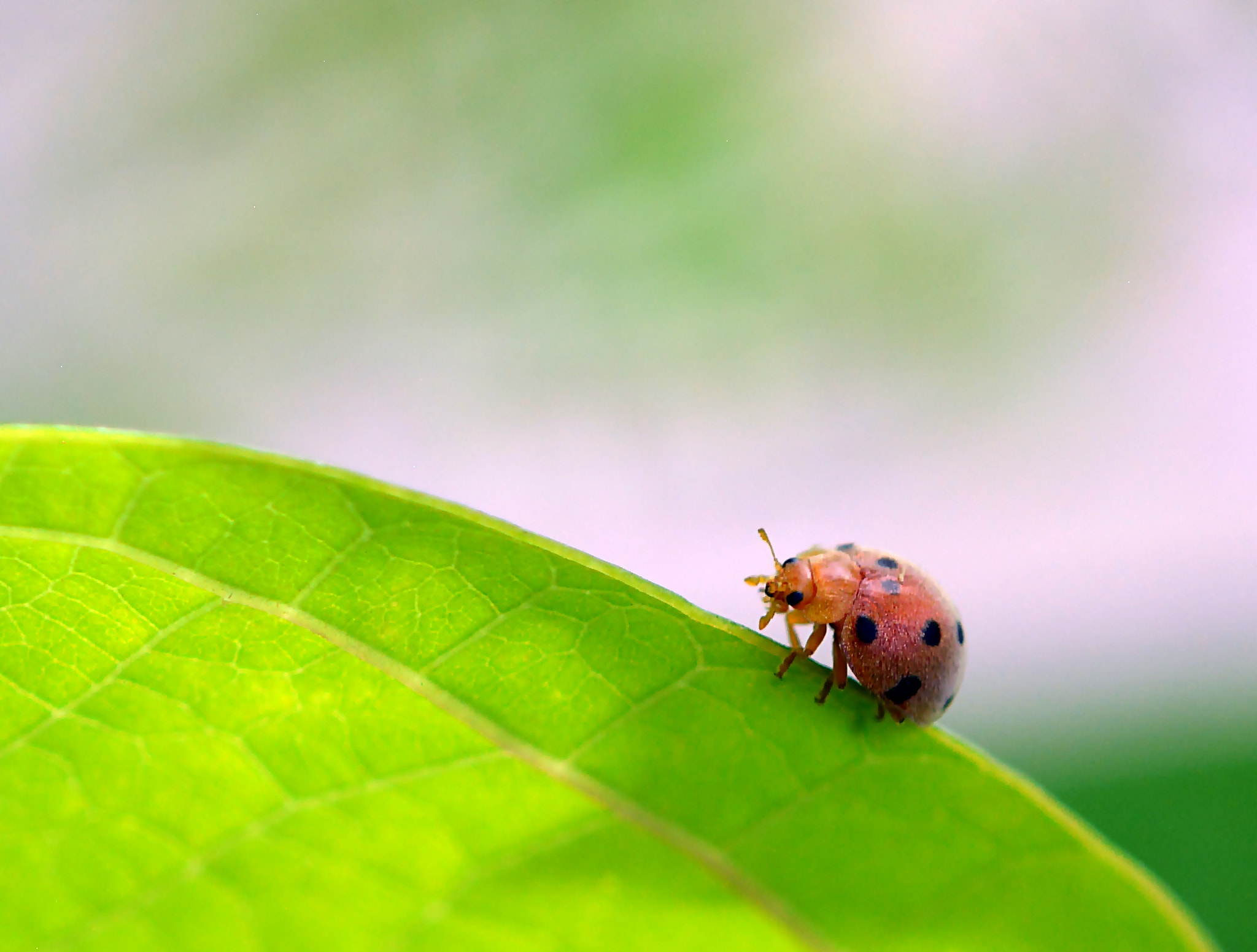 Nikon D5200 + Nikon AF Micro-Nikkor 200mm F4D ED-IF sample photo. I am here photography