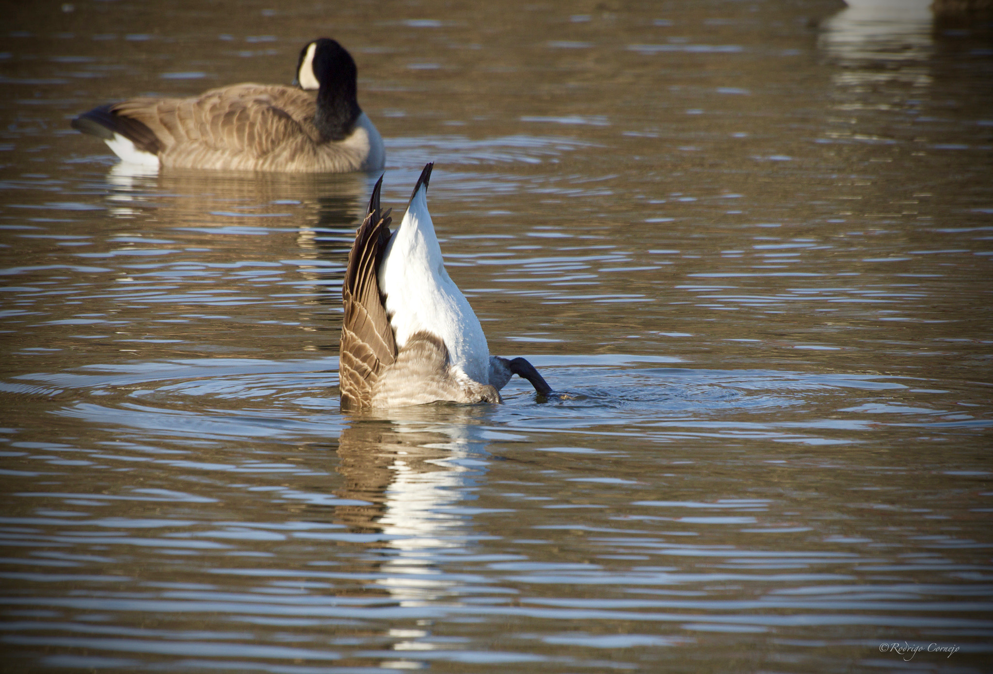 Olympus Zuiko Digital ED 70-300mm F4.0-5.6 sample photo. Up side down... photography