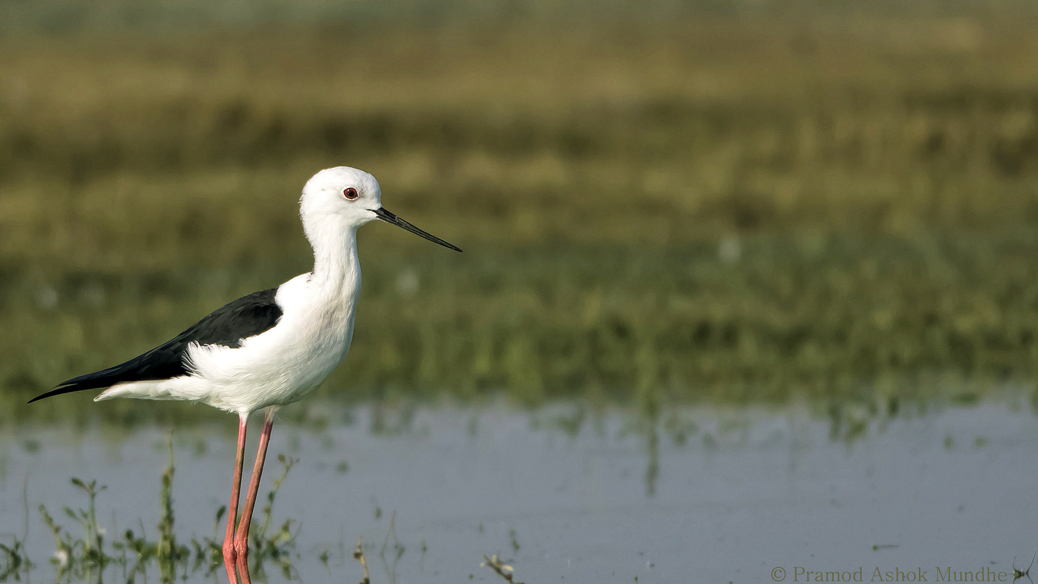 Nikon D5300 + Nikon AF-S Nikkor 300mm F4D ED-IF sample photo. Black winged stilt.jpg photography