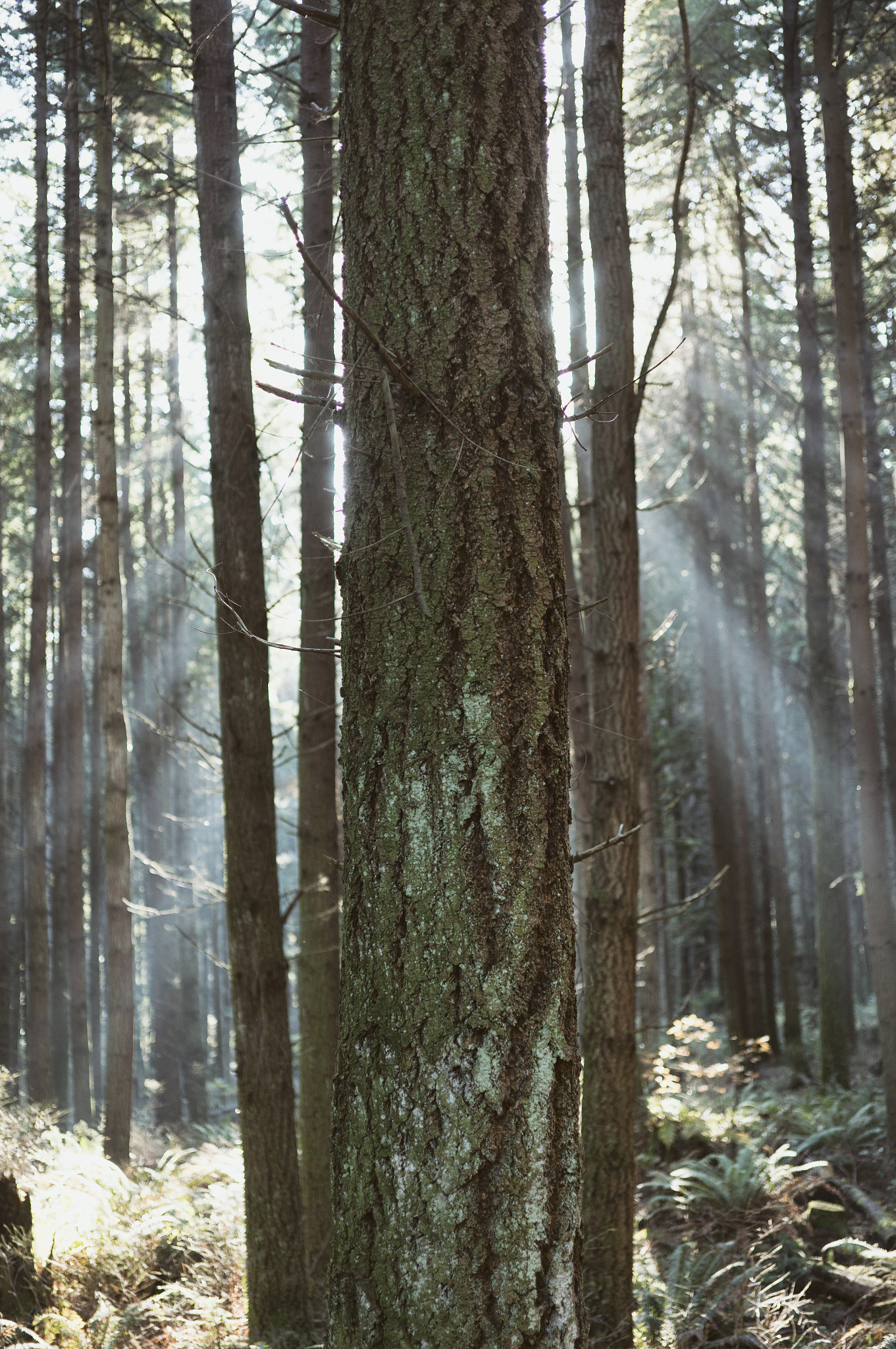 Sony Alpha NEX-6 + E 32mm F1.8 sample photo. Stanley park, vancouver | british columbia photography