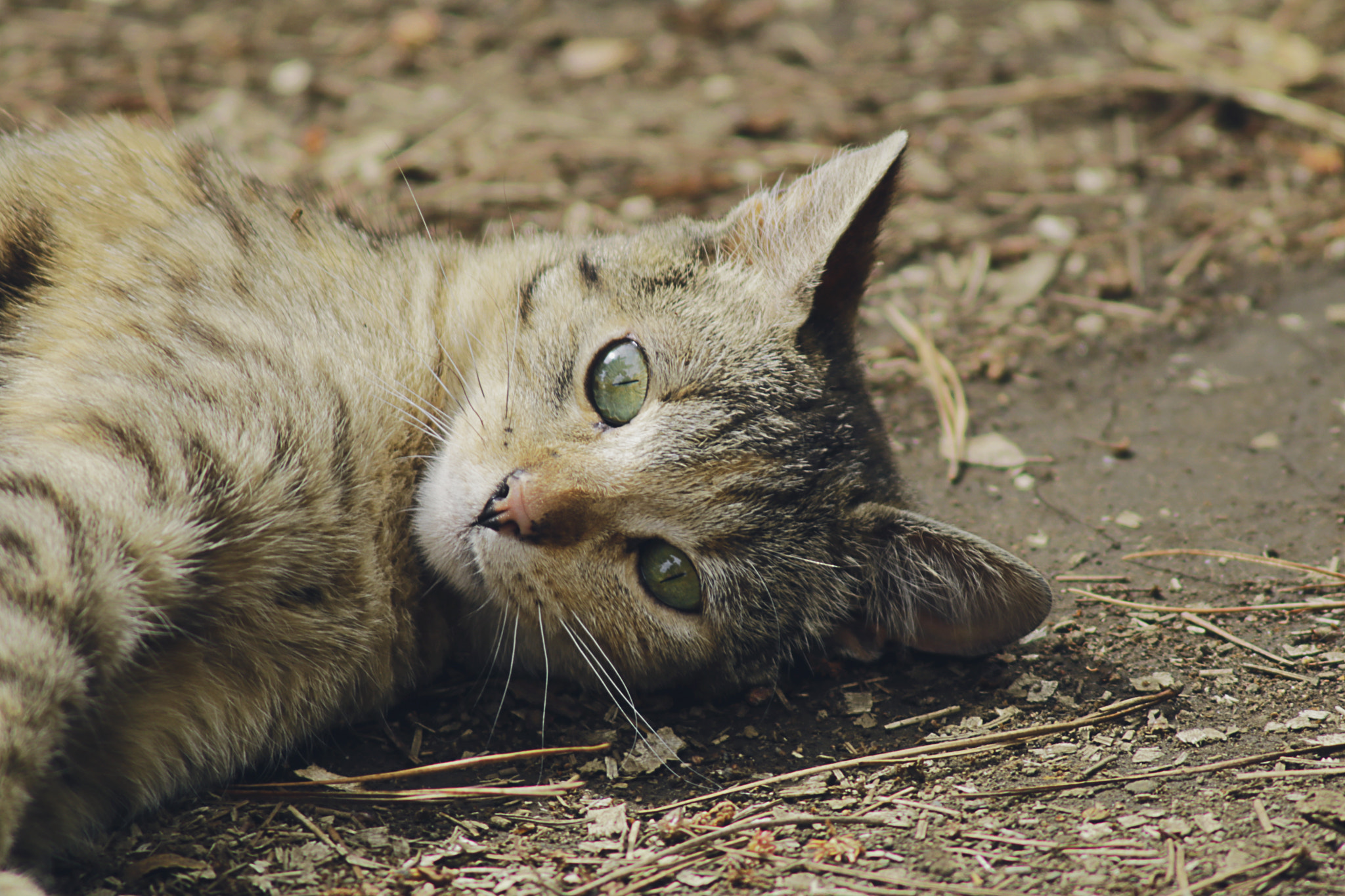 Canon EF 75-300mm F4.0-5.6 IS USM sample photo. Photonat photography