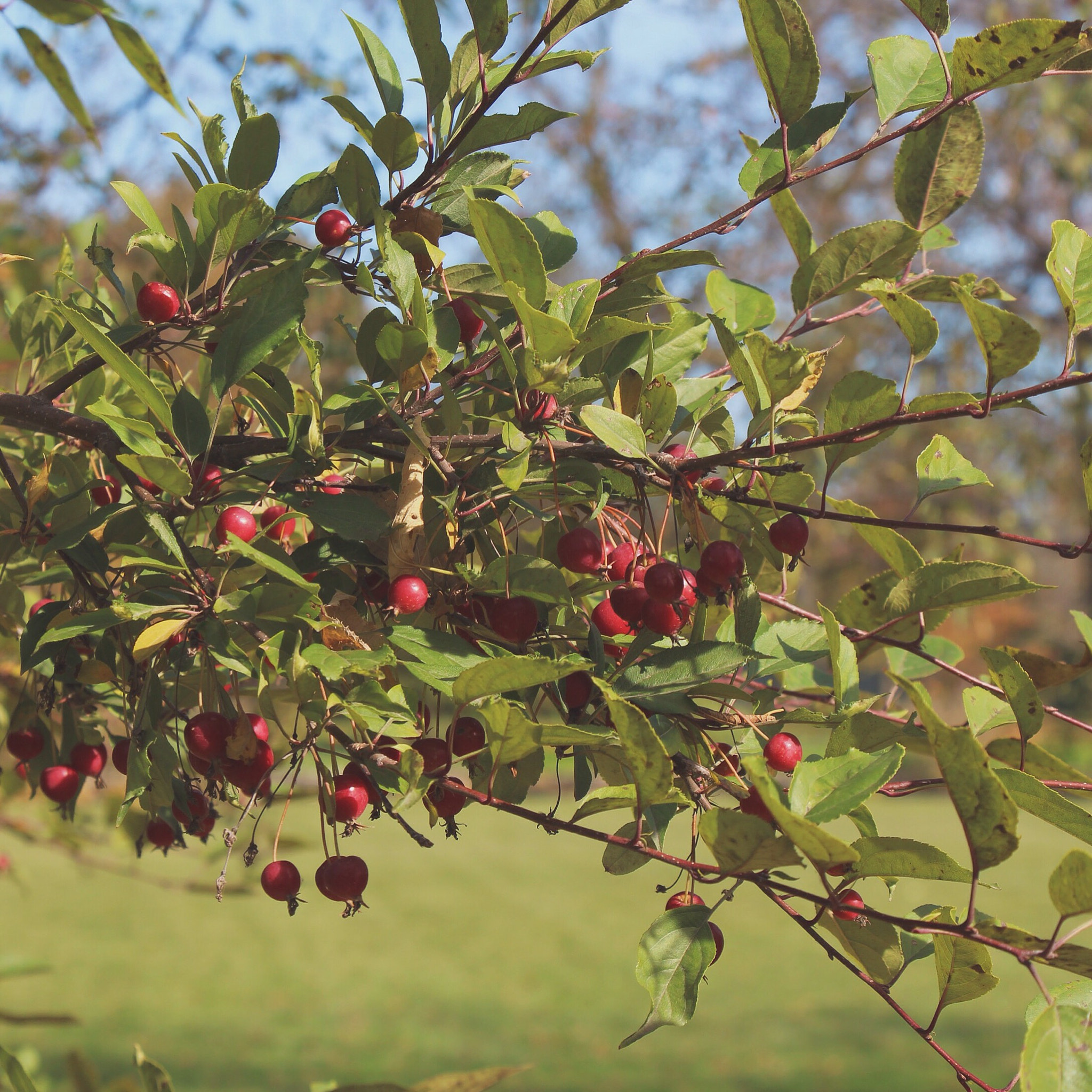 Canon EOS 650D (EOS Rebel T4i / EOS Kiss X6i) sample photo. Red berries ii '15 photography