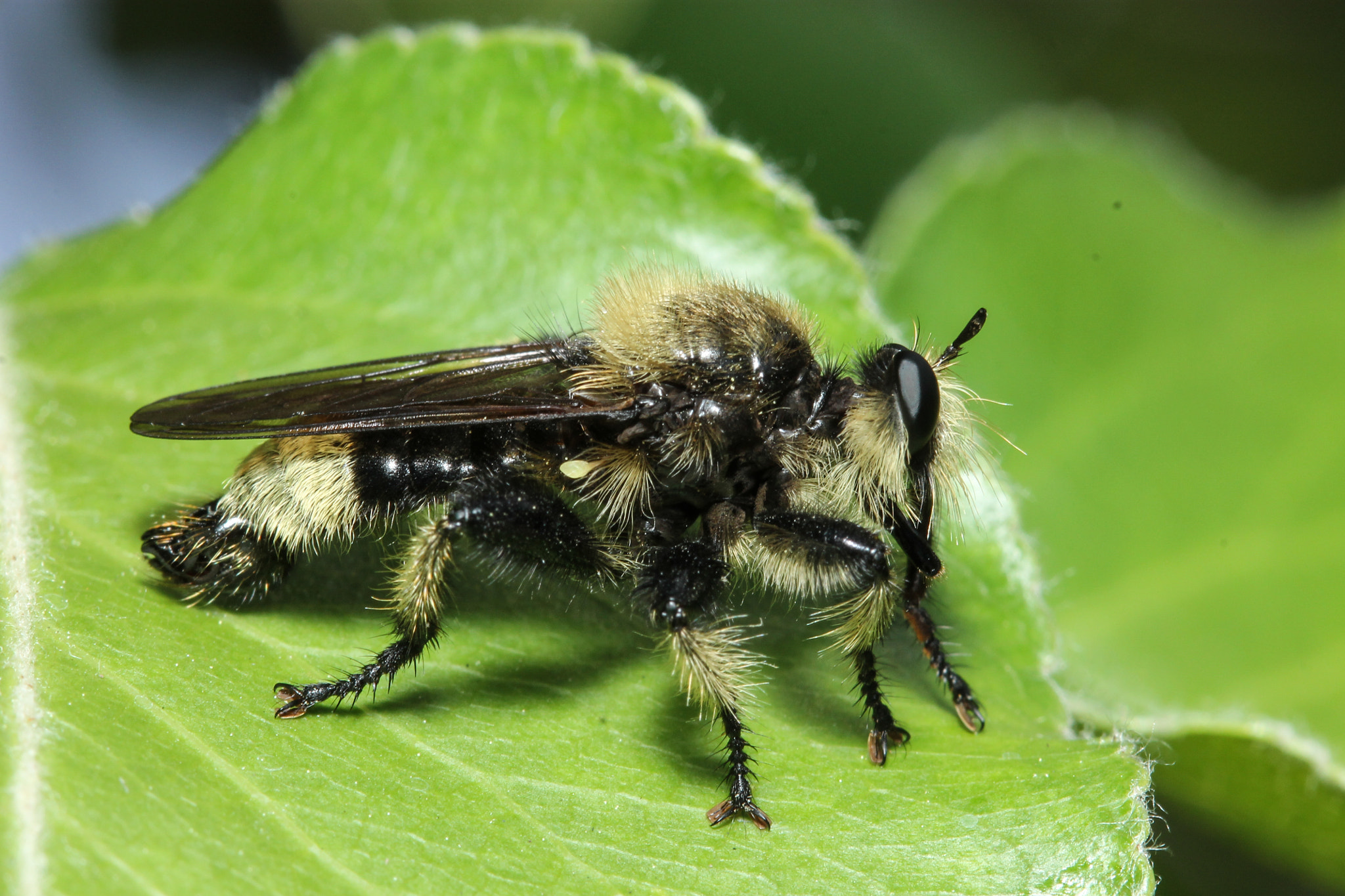 Canon EOS 1100D (EOS Rebel T3 / EOS Kiss X50) + Canon EF 100mm F2.8 Macro USM sample photo. Laphria photography