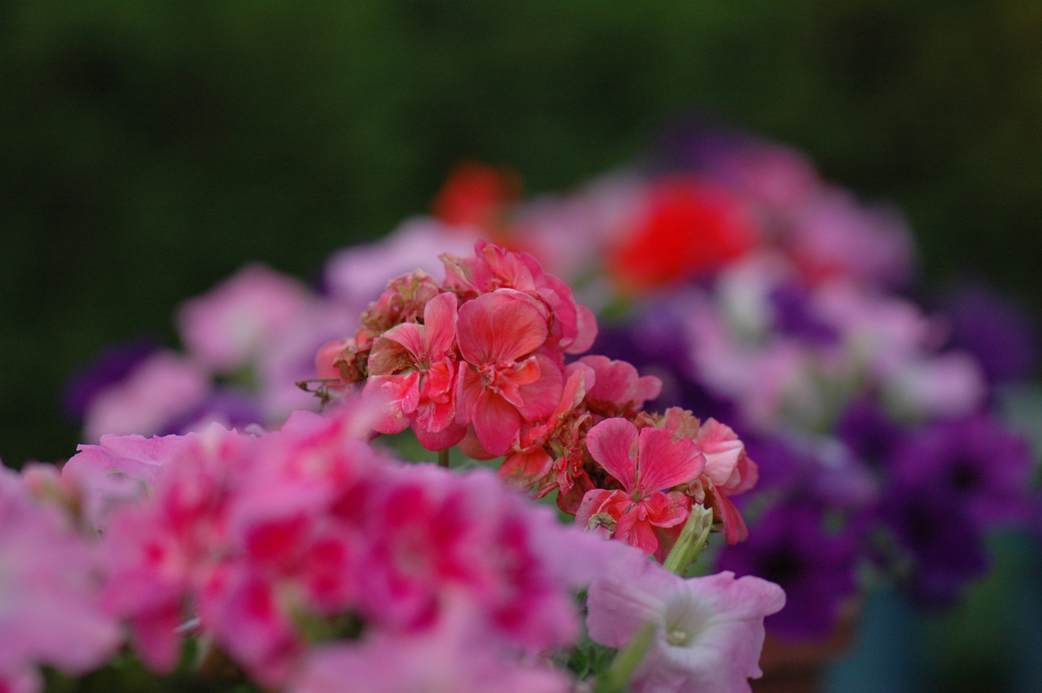 Nikon D70 sample photo. Spring photography