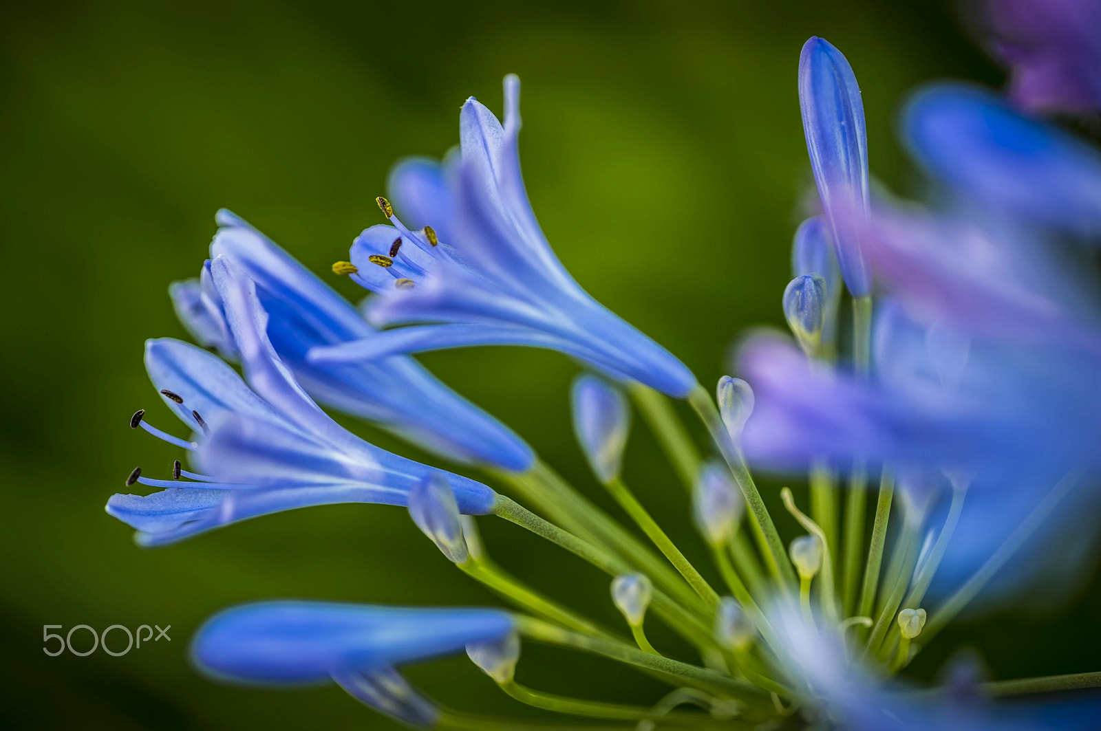 Apo-Macro-Summarit-S 120 CS sample photo. Blue petals photography
