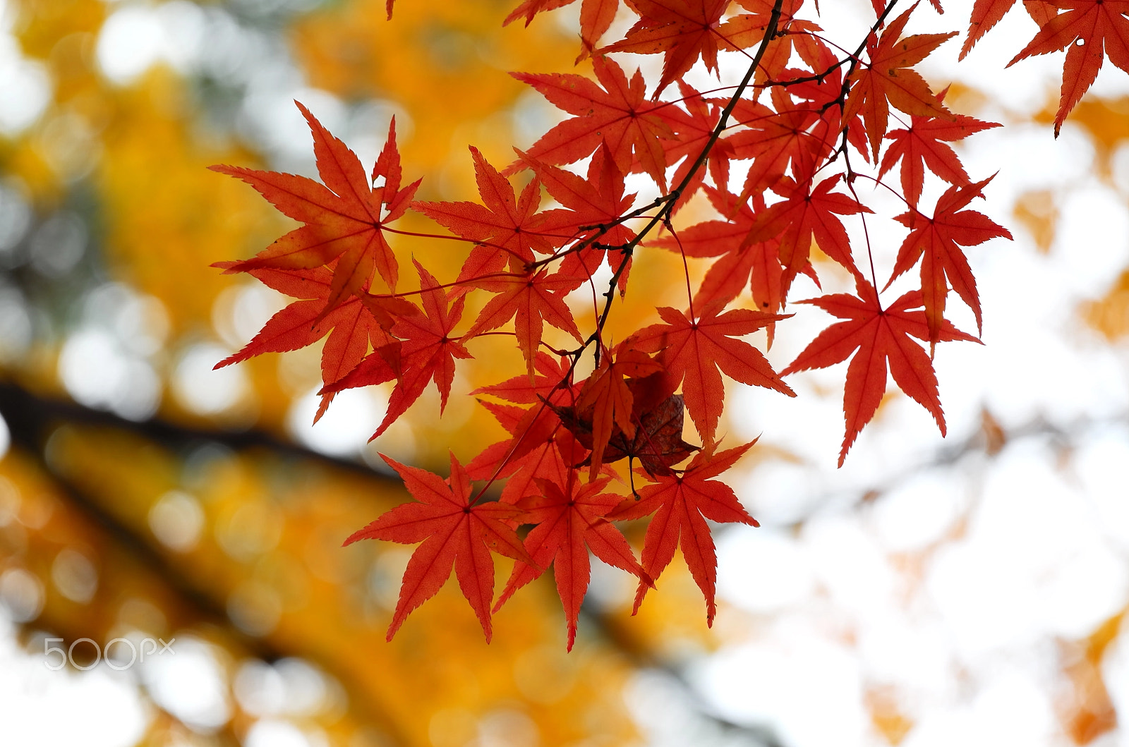 Vario-Elmar-T  1:3.5-4.5 / 55-135 ASPH. sample photo. Maple leaves photography