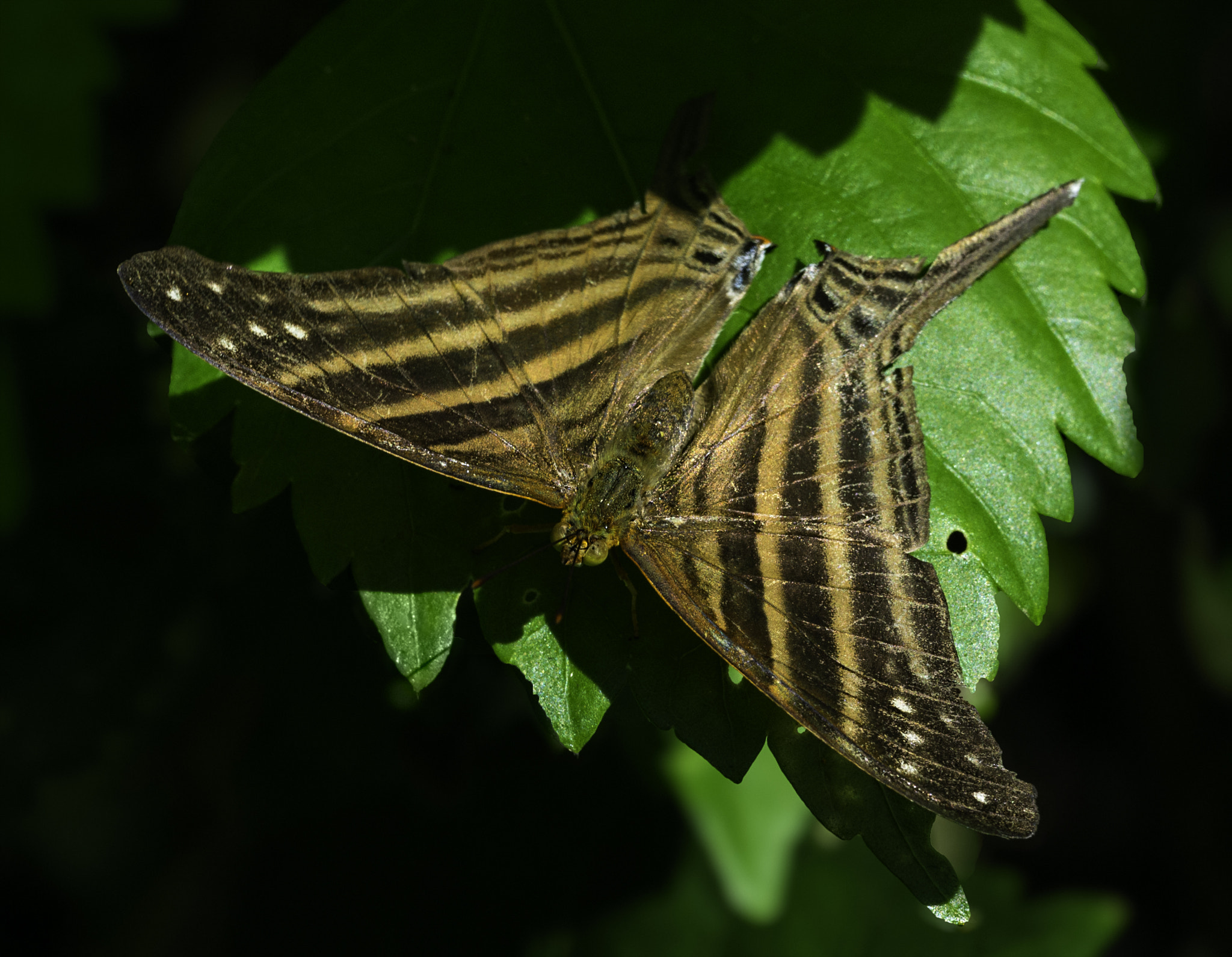 Nikon D4 sample photo. A manta ray in the garden -  marpesia chiron photography
