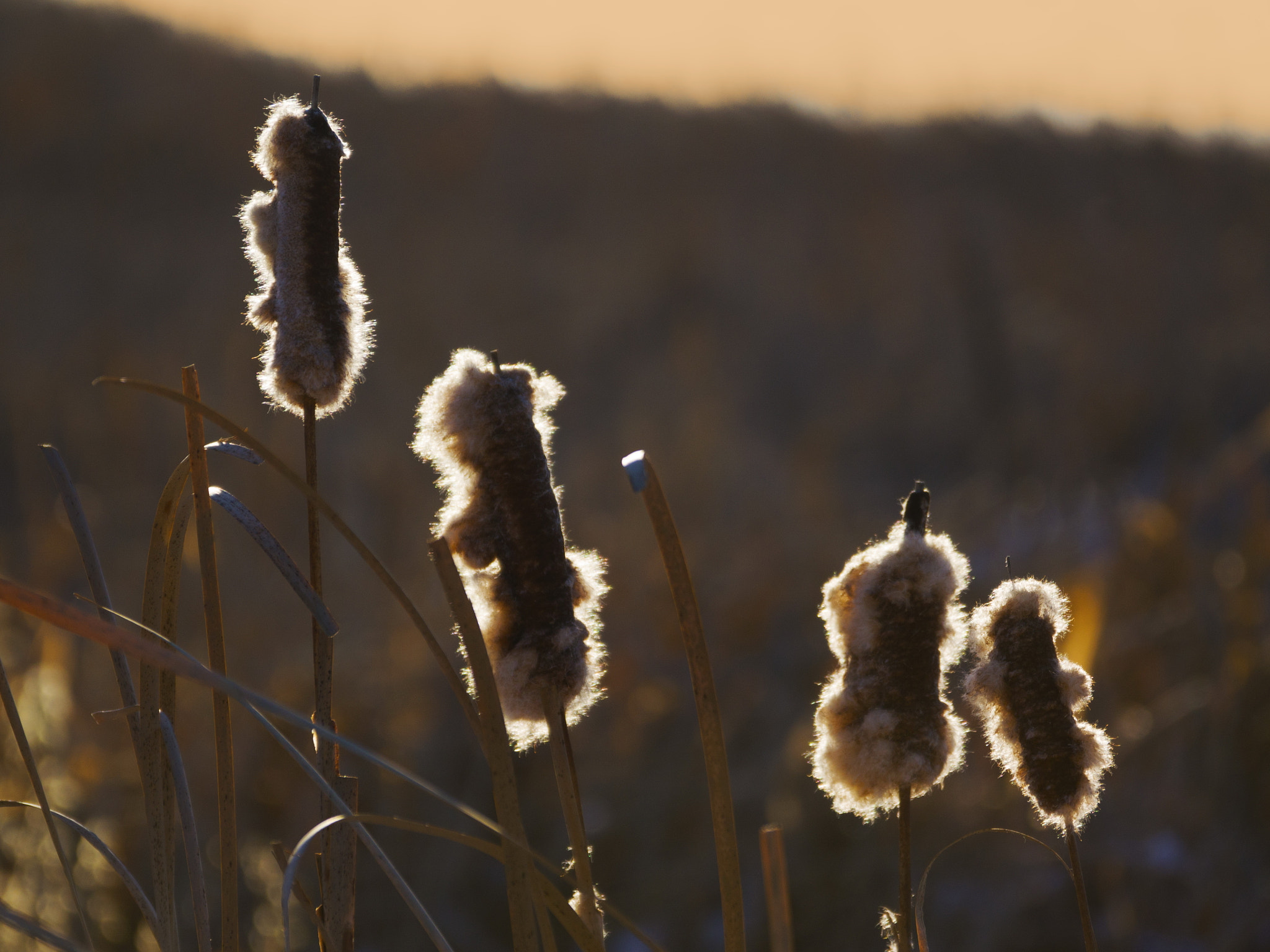 Sony 70-300mm F4.5-5.6 G SSM sample photo. Under the winter sun photography