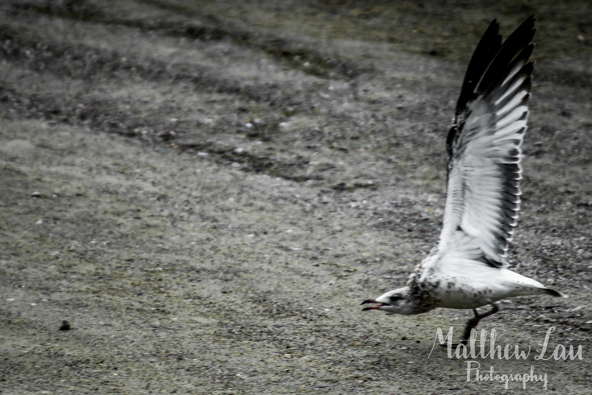 Sony 75-300mm F4.5-5.6 sample photo. Vermont photography