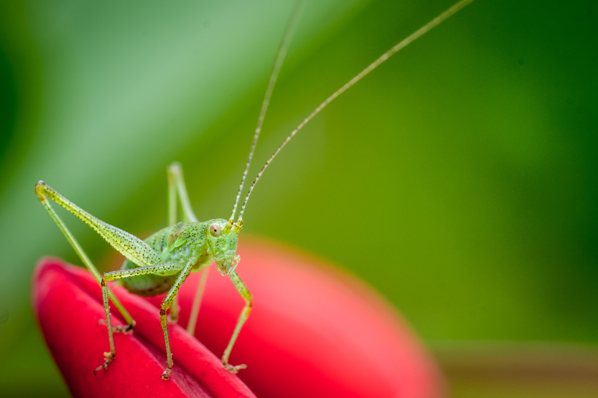 Pentax K-5 sample photo. Green insect on red flower photography