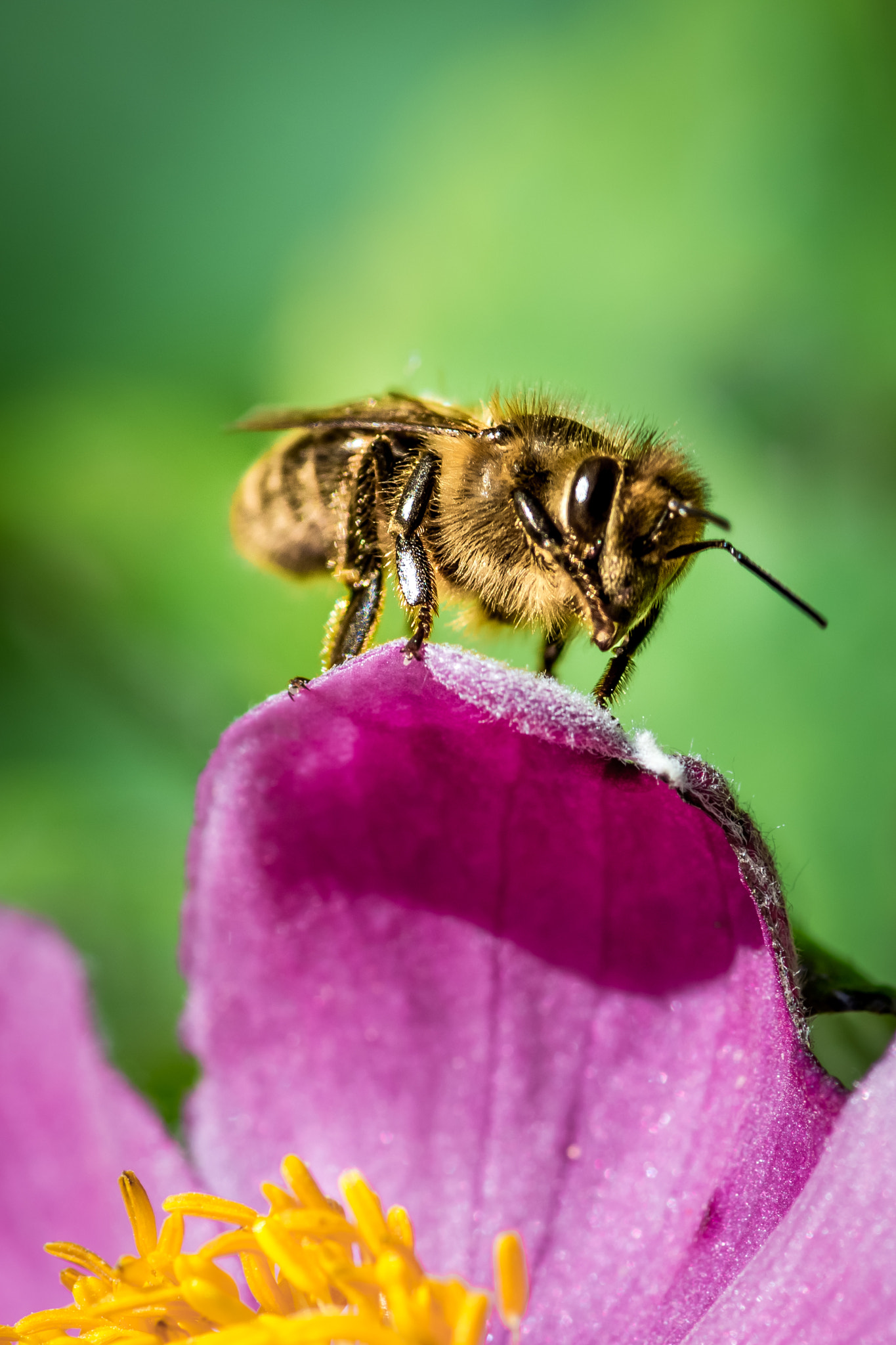 Pentax smc D-FA 100mm F2.8 macro sample photo. Ready to fly photography