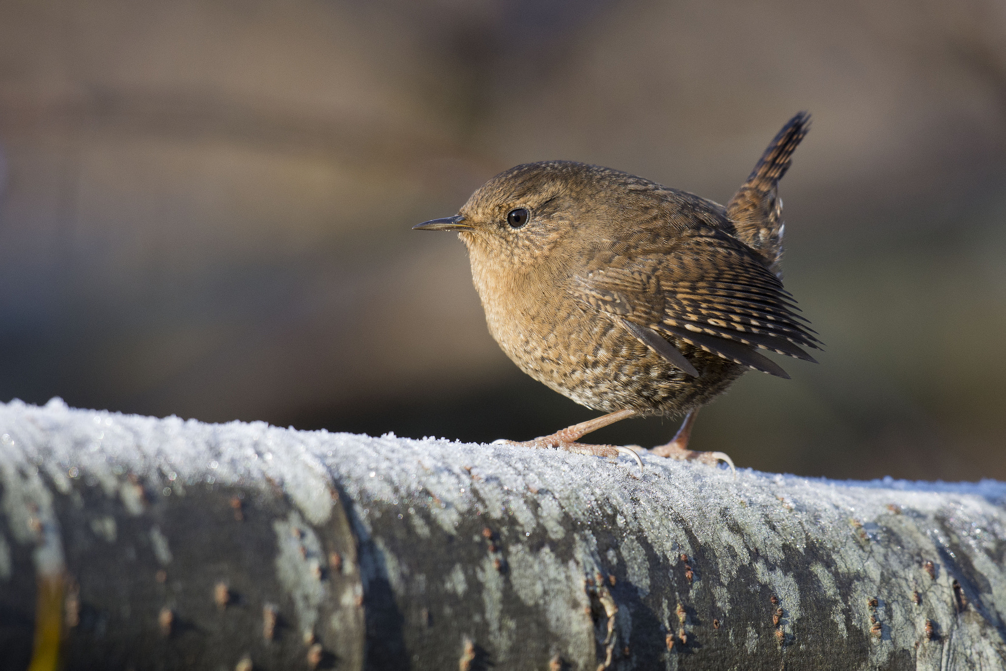 Nikon D7200 + Nikon AF-S Nikkor 500mm F4G ED VR sample photo. Pacific wren photography