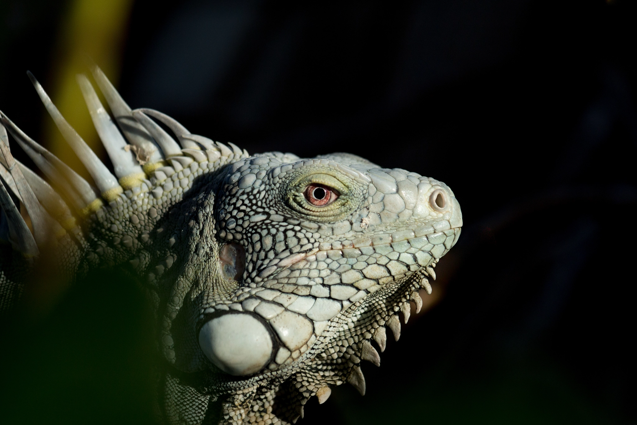 Canon EOS 100D (EOS Rebel SL1 / EOS Kiss X7) sample photo. Bonaire iguana photography
