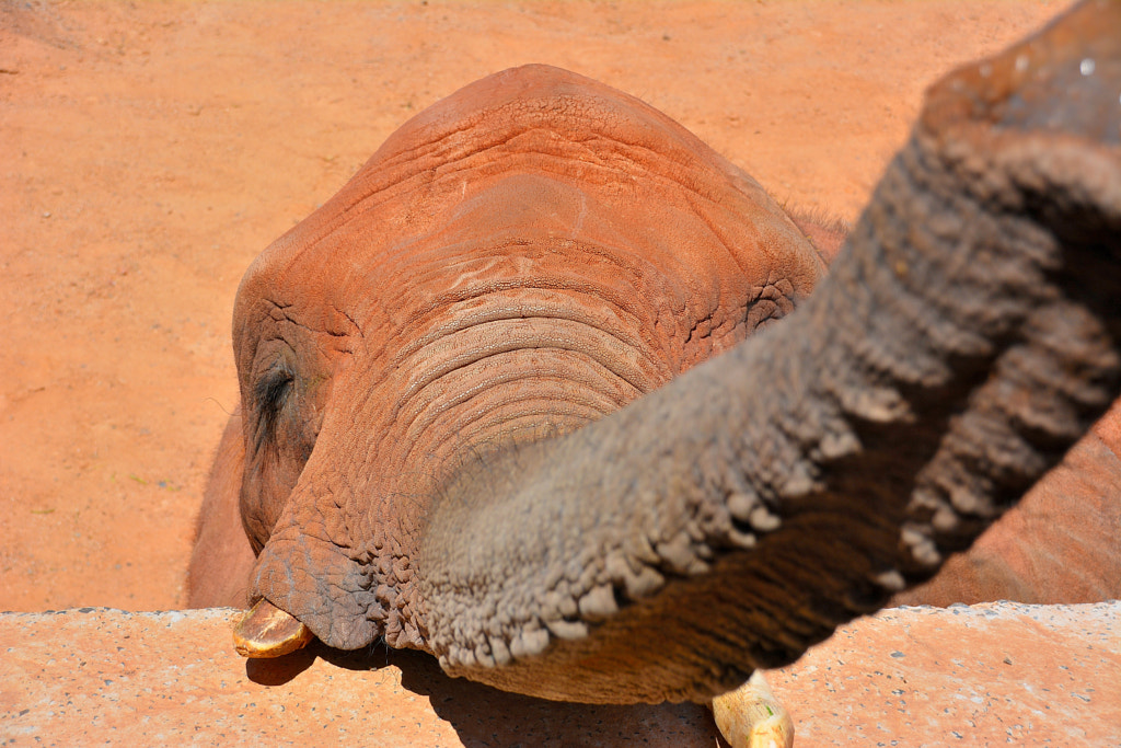Have You any food by Trevor Boulton on 500px.com