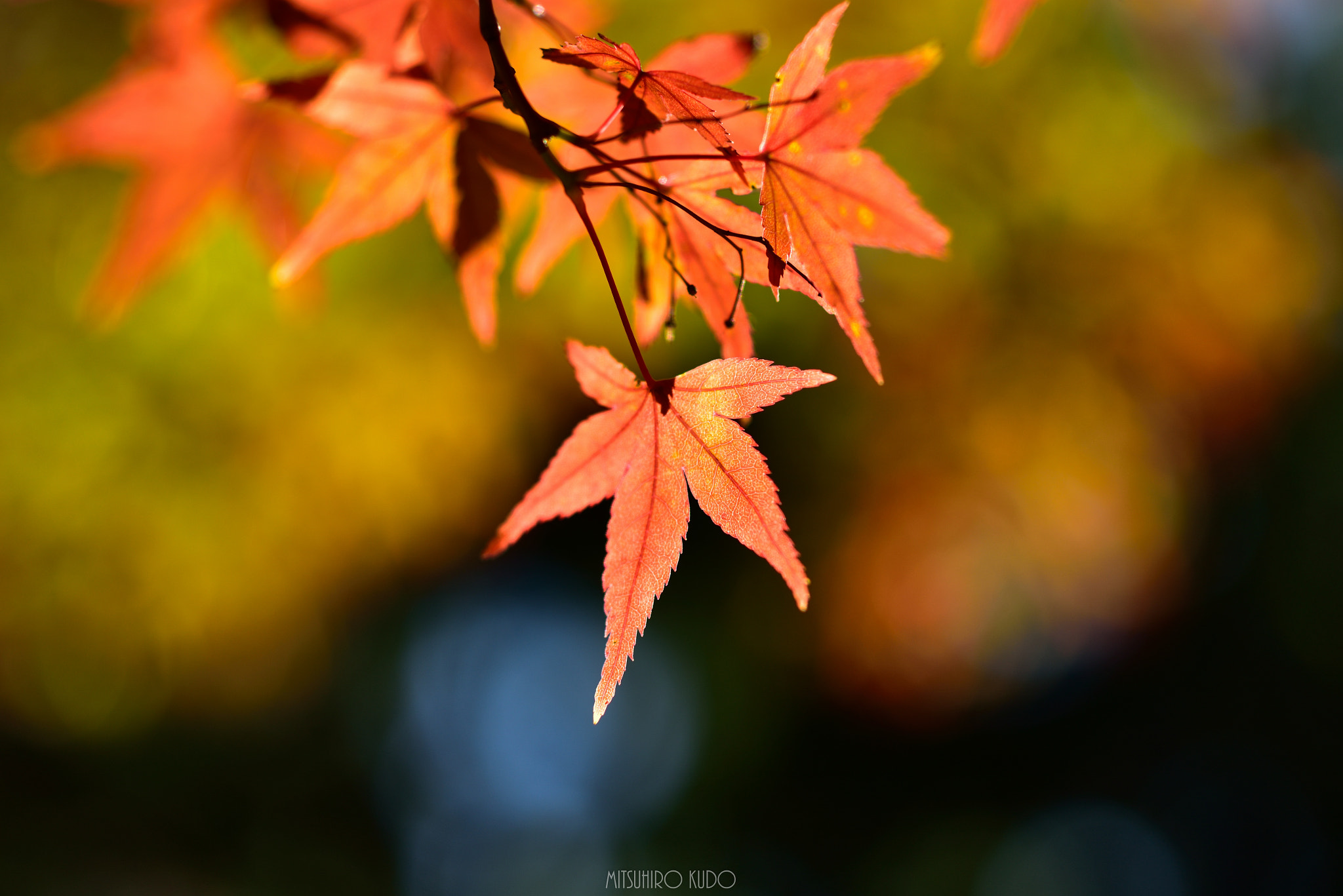 ZEISS Makro-Planar T* 50mm F2 sample photo. Autumn photography