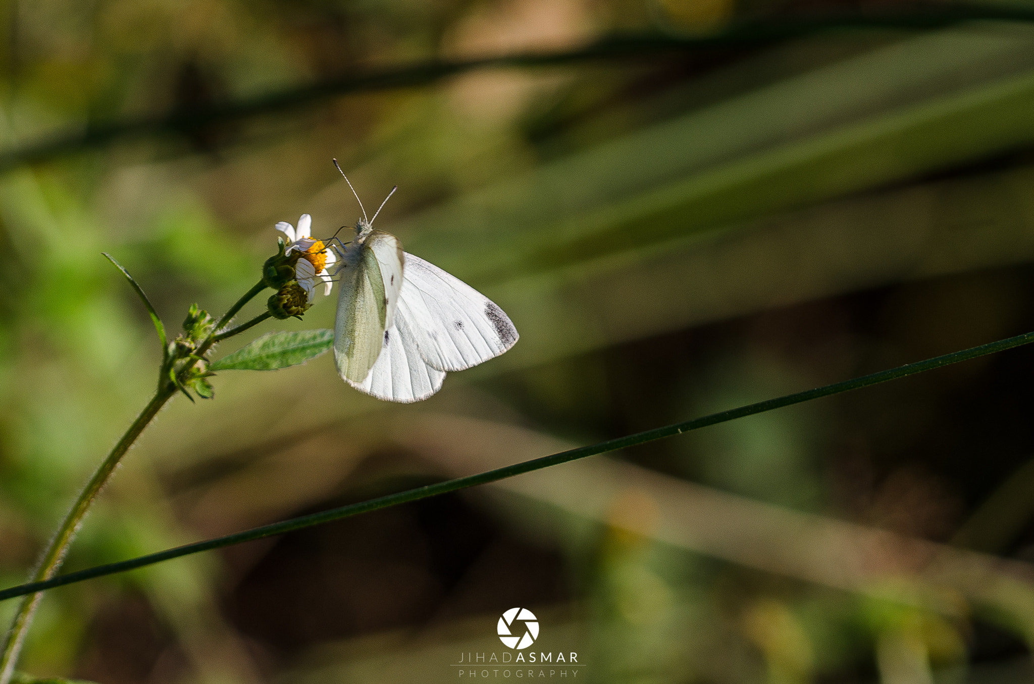 Sigma 150mm F2.8 EX DG Macro HSM sample photo. Butterfly in action - lebanon photography