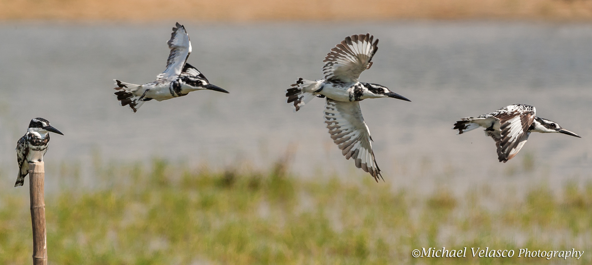 Nikon D3 + Nikon AF-S Nikkor 300mm F4D ED-IF sample photo. Pied kingfisher take off sequence composite photography