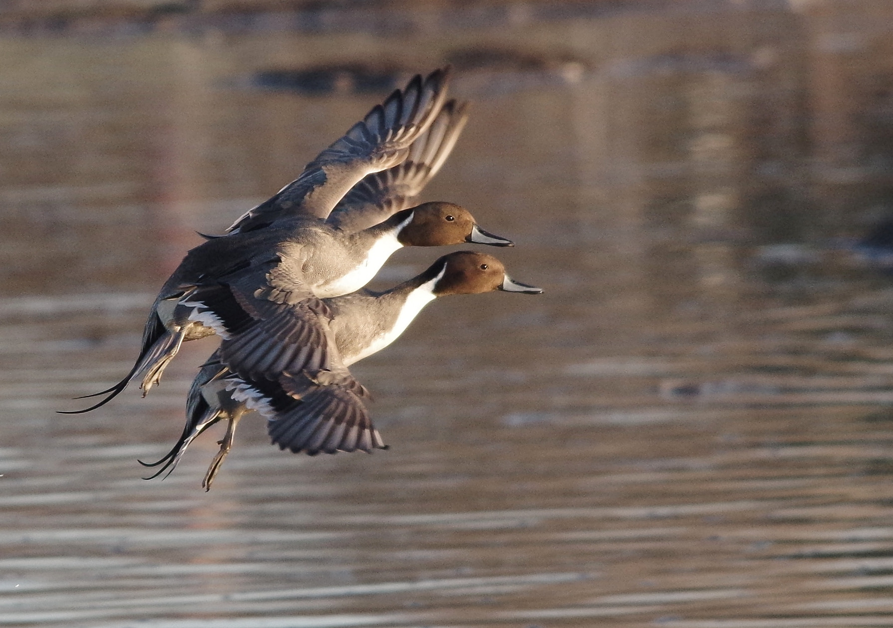 Pentax K-30 + Sigma 150-500mm F5-6.3 DG OS HSM sample photo. Best flight combination photography