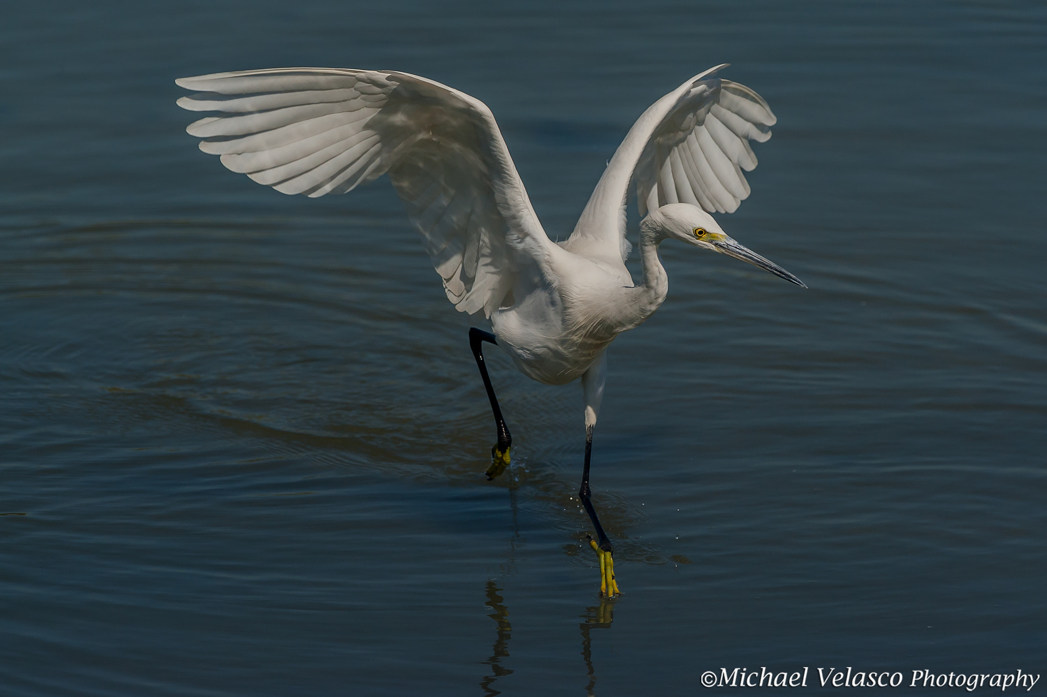 Nikon D3 + Nikon AF-S Nikkor 300mm F4D ED-IF sample photo. The ballerina photography