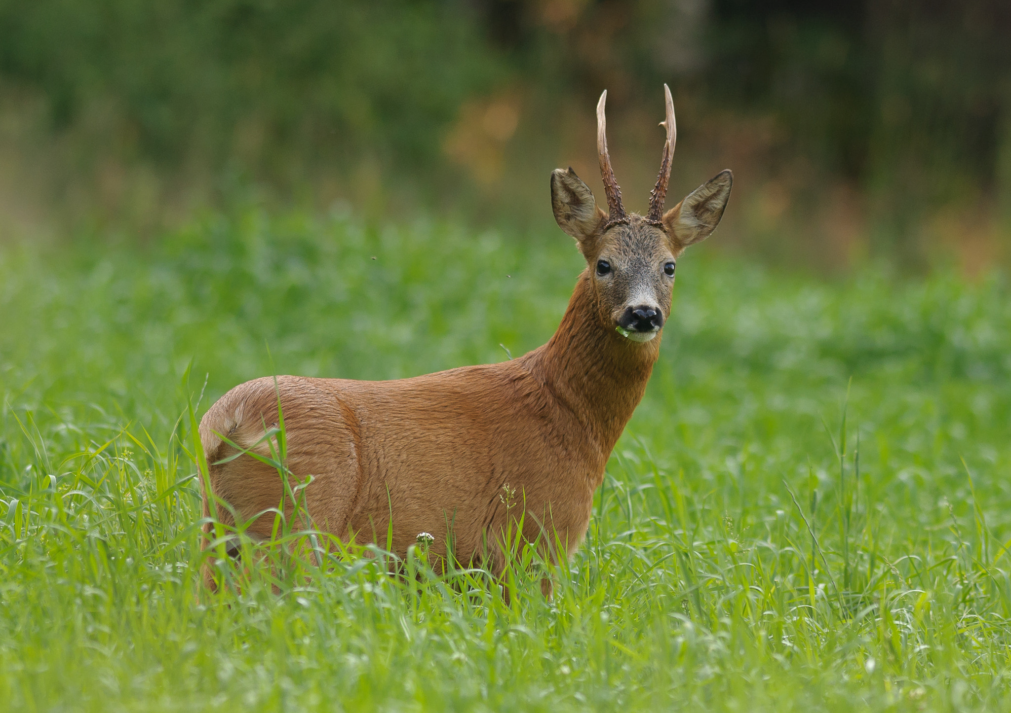 Nikon AF-S Nikkor 300mm F2.8G ED VR II sample photo. Roebuck in grass photography
