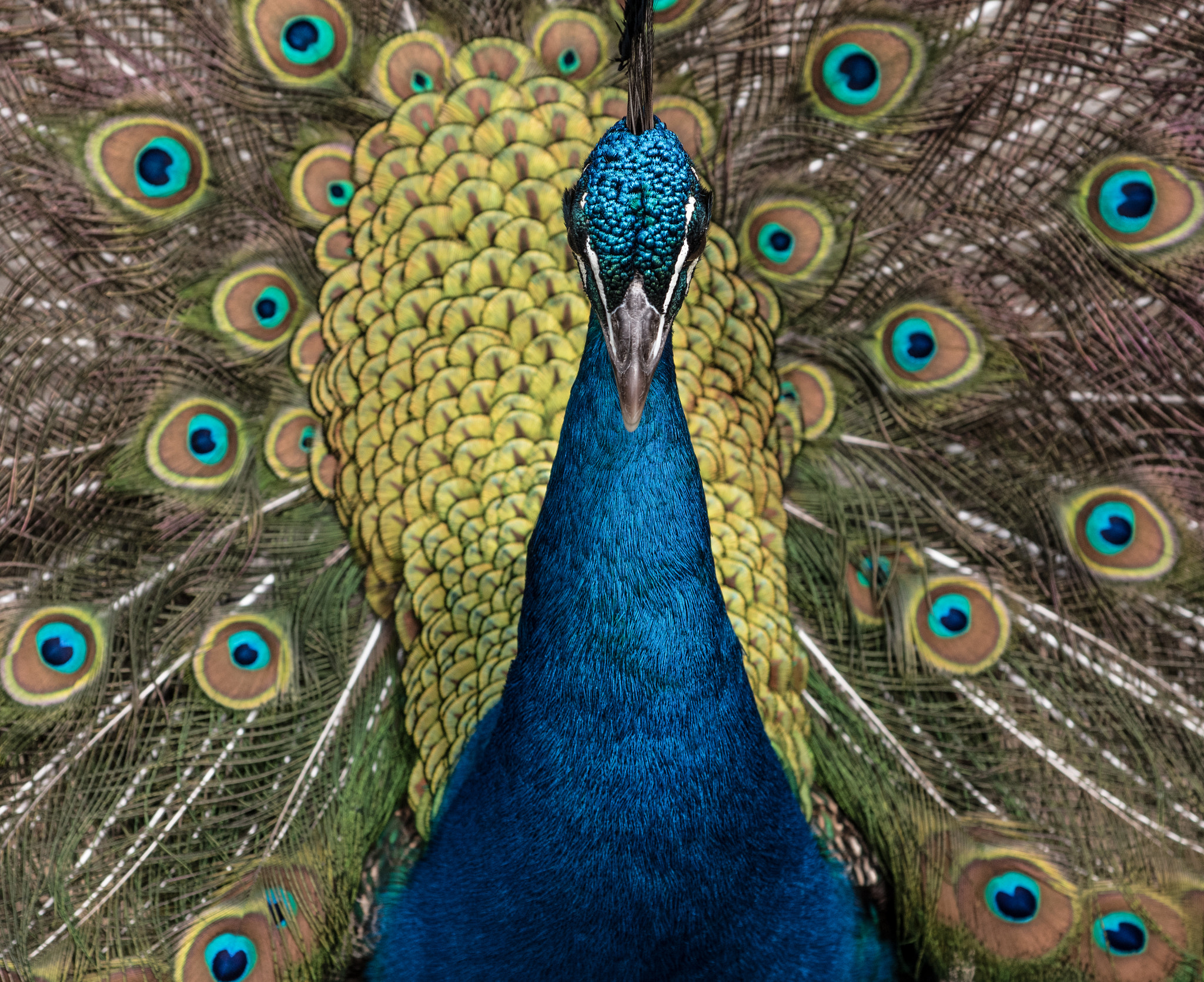 Nikon AF-S Nikkor 70-200mm F4G ED VR sample photo. Nature's near symmetry photography