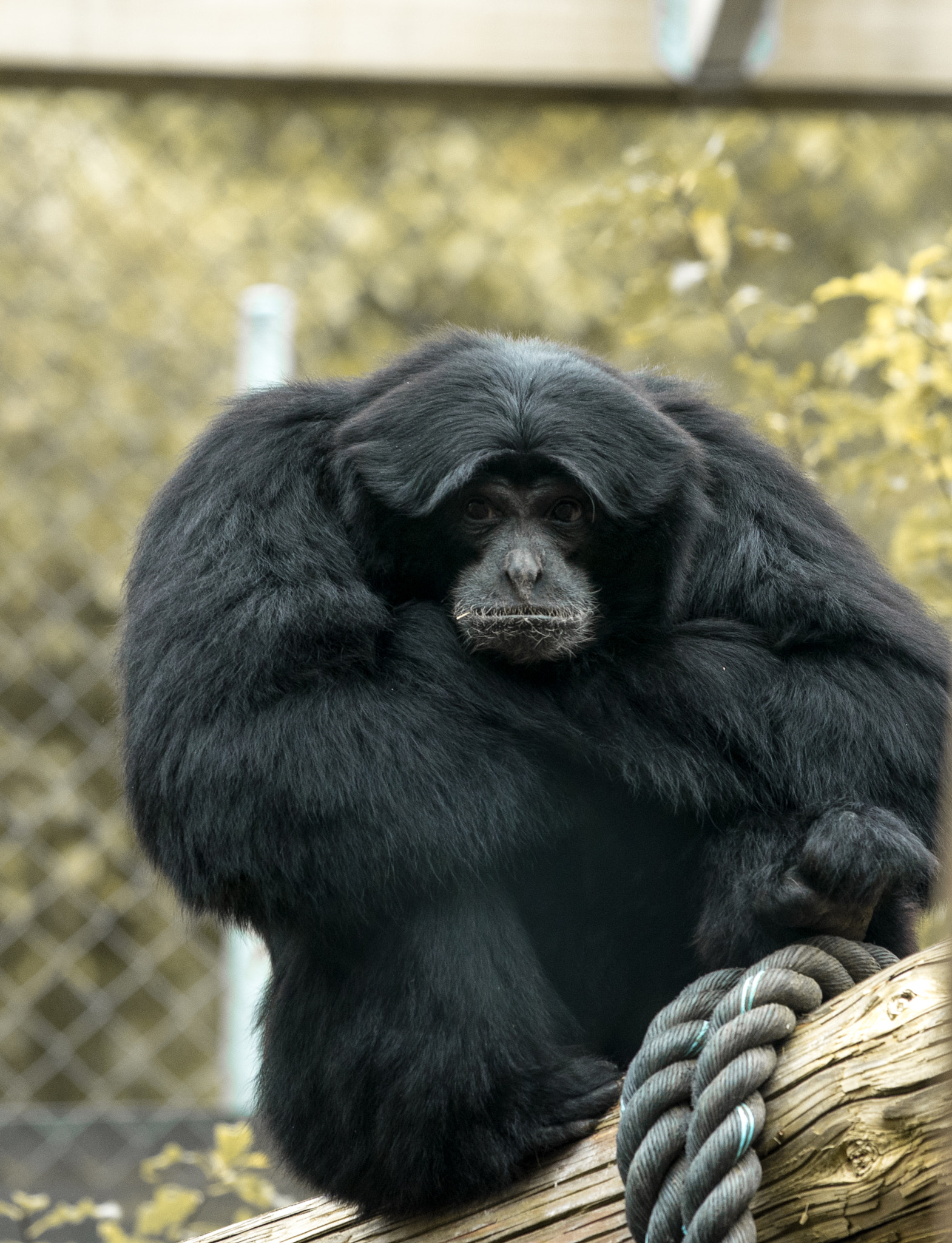 Nikon AF-S Nikkor 70-200mm F4G ED VR sample photo. Bad hair day photography