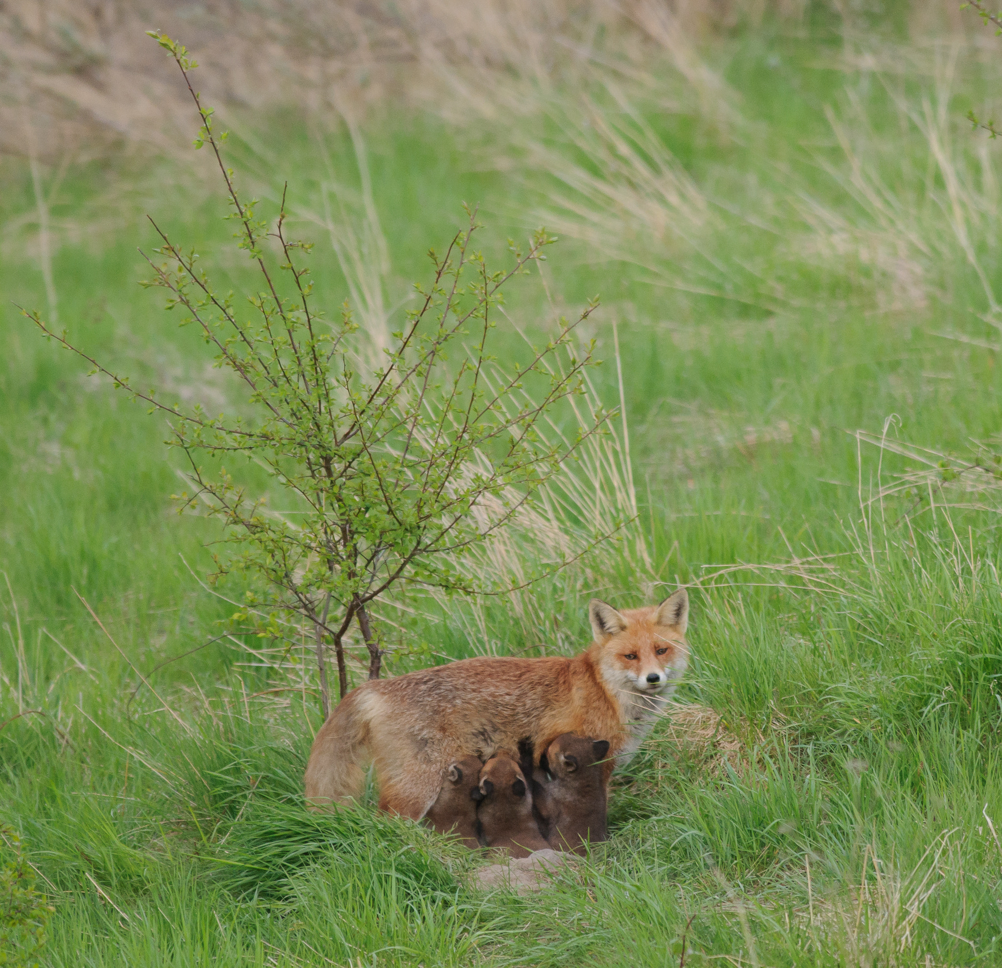Nikon AF-S Nikkor 300mm F2.8G ED VR II sample photo. Suckling fox cubs late in the evening photography