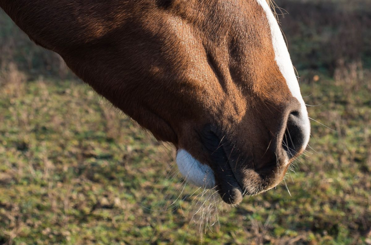 Nikon D750 + Sigma 50mm F2.8 EX DG Macro sample photo. Nostrils photography