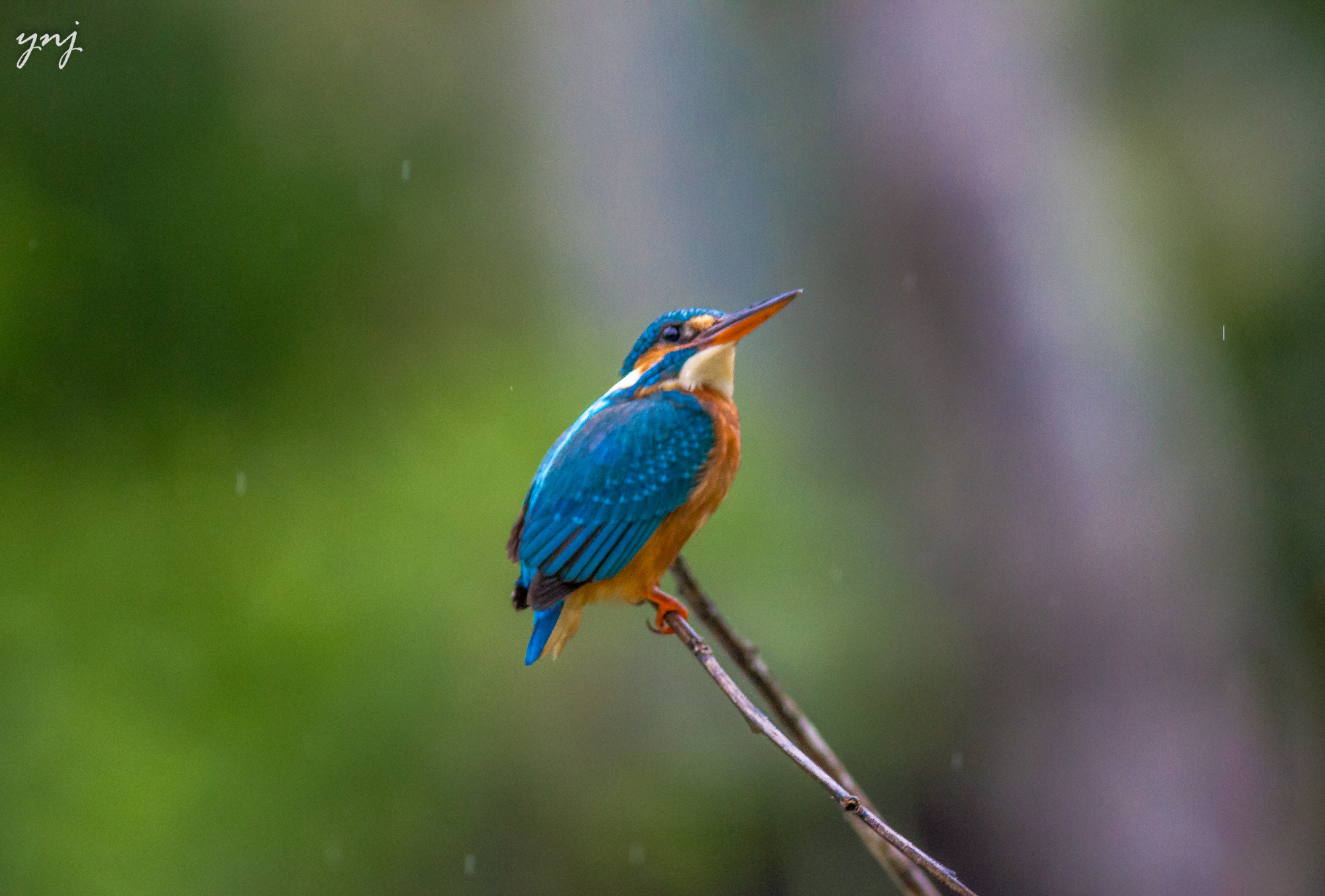 Canon EOS 550D (EOS Rebel T2i / EOS Kiss X4) + Canon EF 400mm F5.6L USM sample photo. Small blue kingfisher enjoying light rain photography