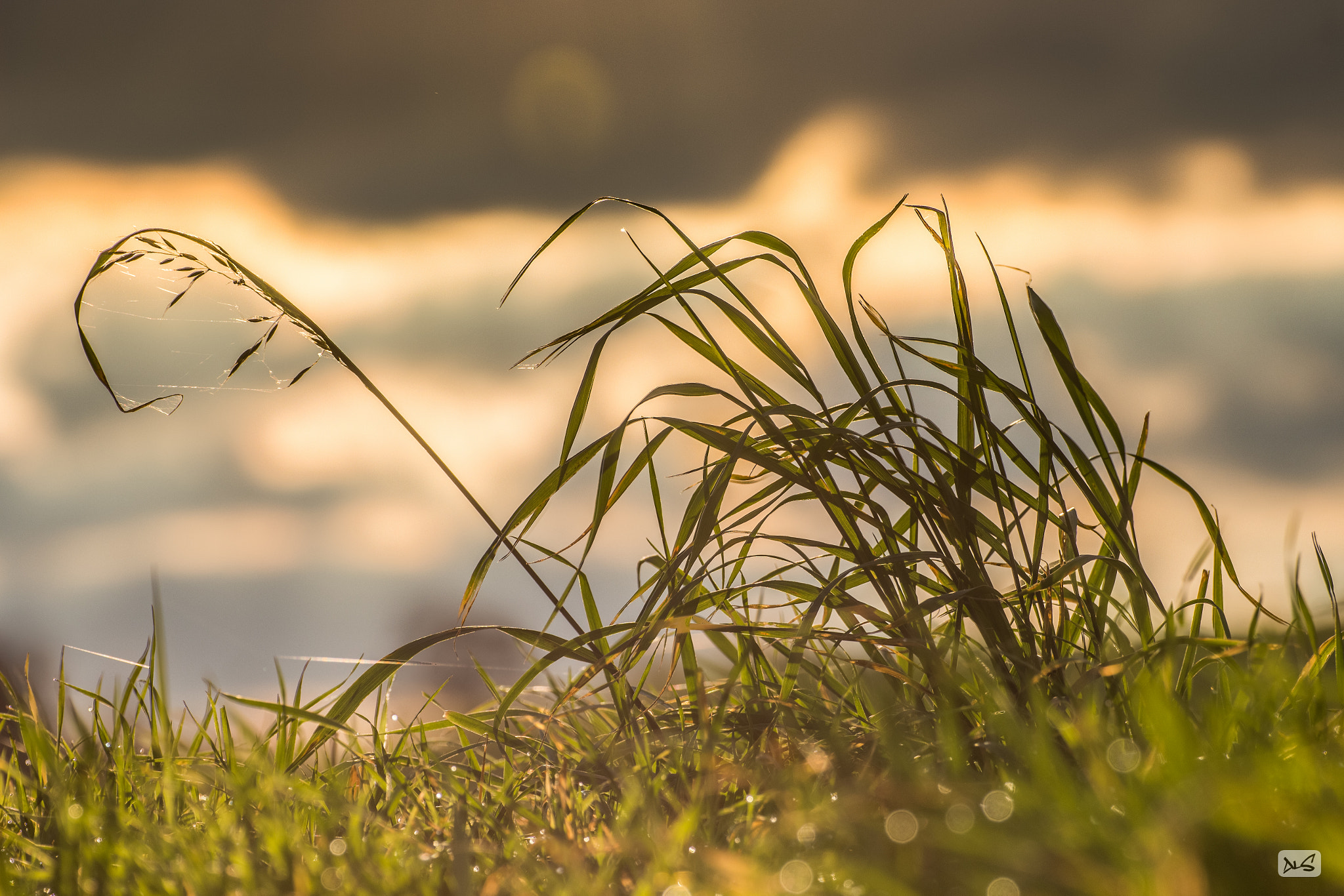 Canon EOS 100D (EOS Rebel SL1 / EOS Kiss X7) + Tamron SP 35mm F1.8 Di VC USD sample photo. Grass meadow sunrise morning (von ) photography