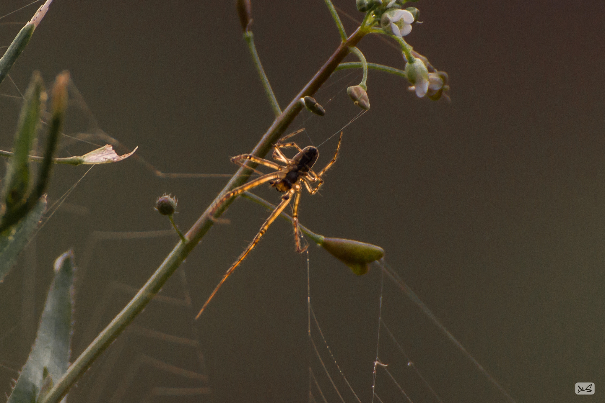 Tamron SP 35mm F1.8 Di VC USD sample photo. Golden spider photography
