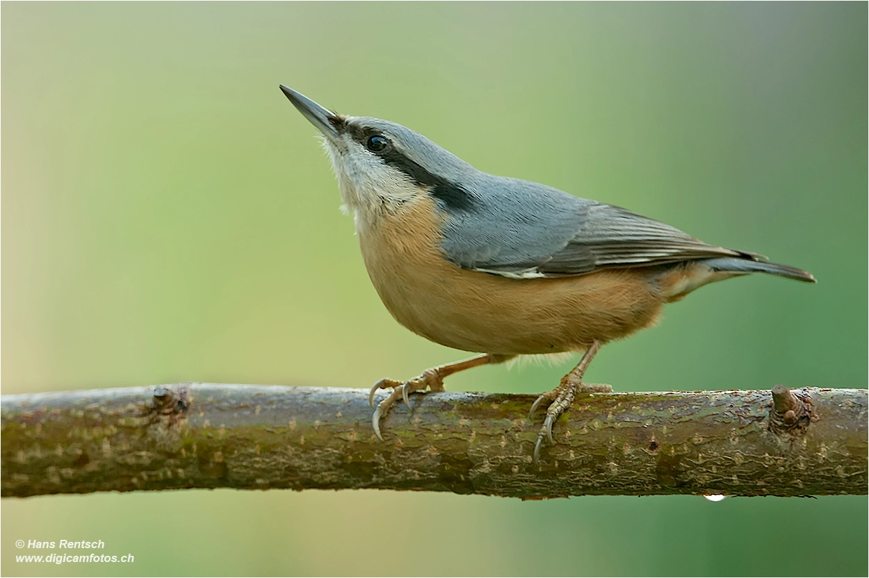 Nikon D4 sample photo. Eurasian nuthatch / sitta europaea photography
