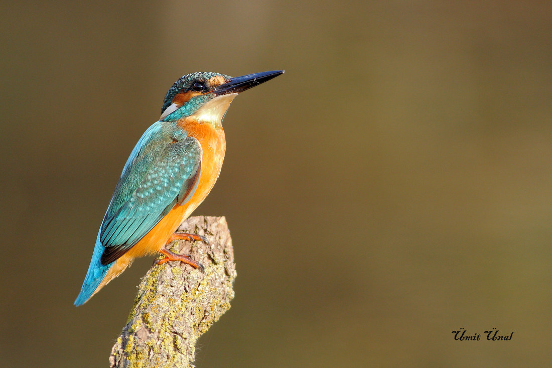 Canon EOS 40D + Canon EF 400mm F5.6L USM sample photo. Kingfisher photography