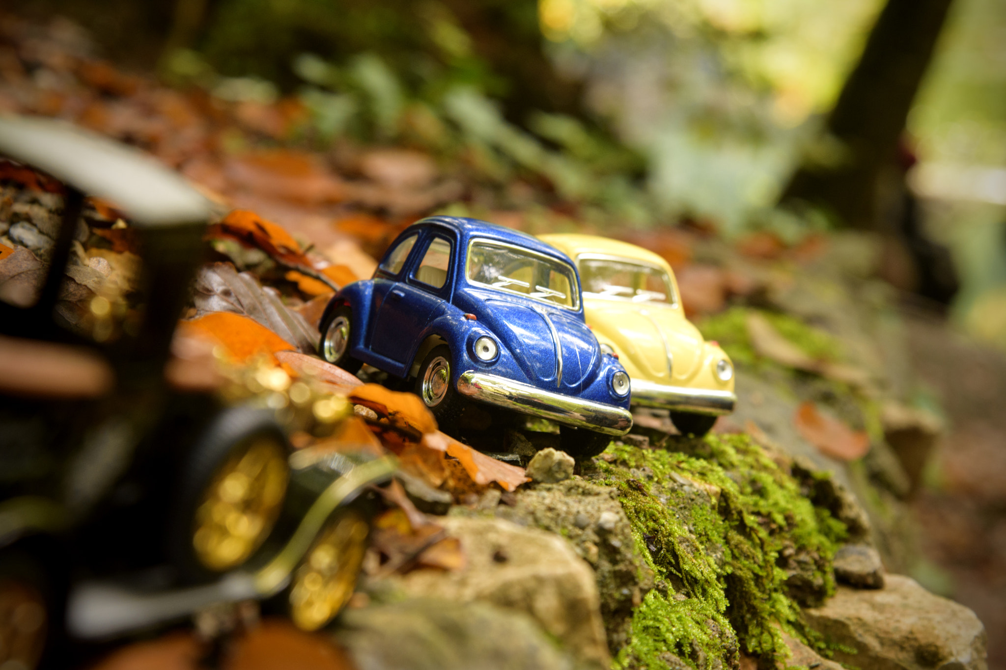Nikon AF Nikkor 24-85mm F2.8-4D IF sample photo. Beetle photography