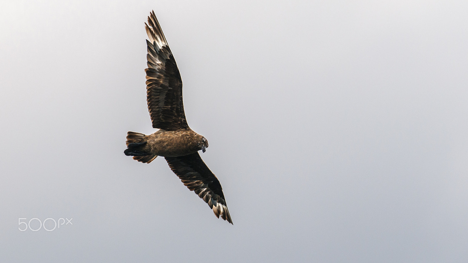 Nikon AF-S Nikkor 300mm F2.8G ED-IF VR sample photo. Great skua photography