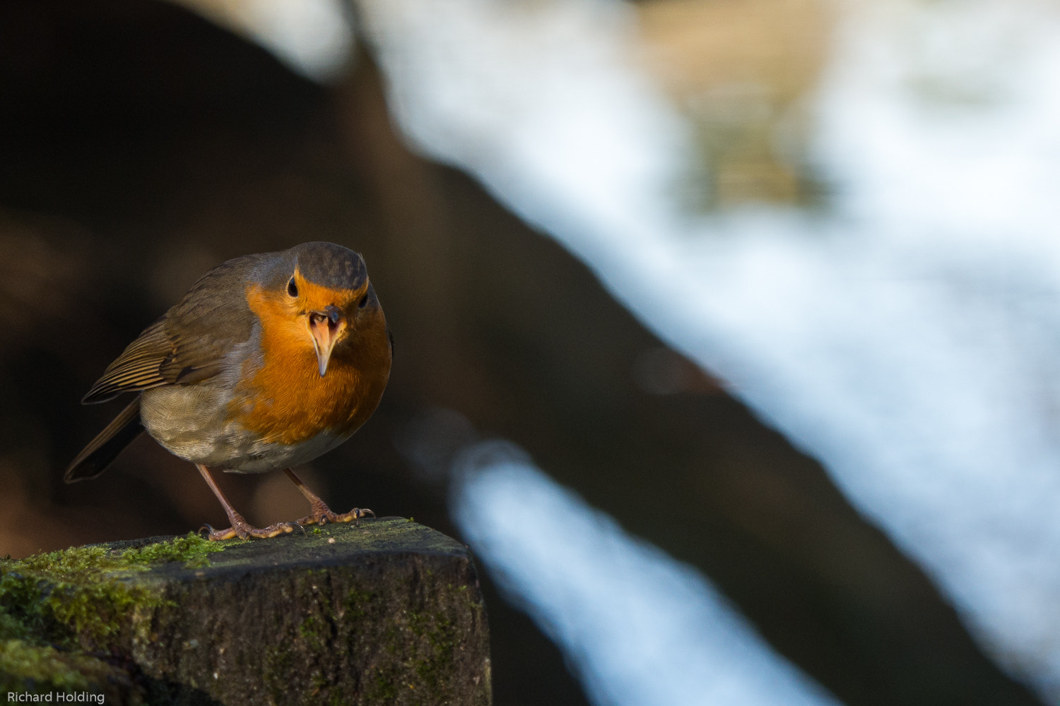 Olympus OM-D E-M10 + Olympus M.Zuiko Digital ED 40-150mm F2.8 Pro sample photo. Angry robin photography