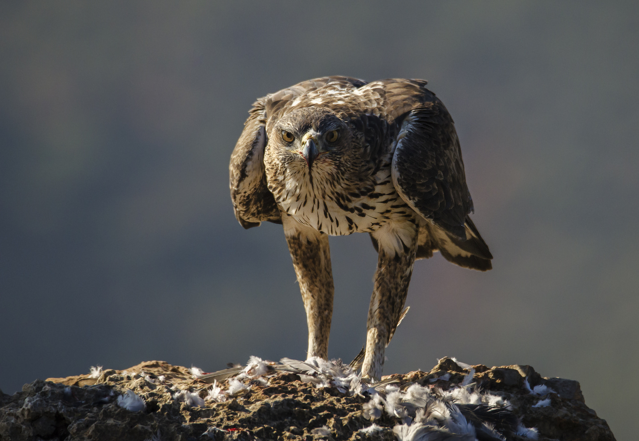 Sigma 150-600mm F5-6.3 DG OS HSM | S sample photo. Aguila de boneli photography
