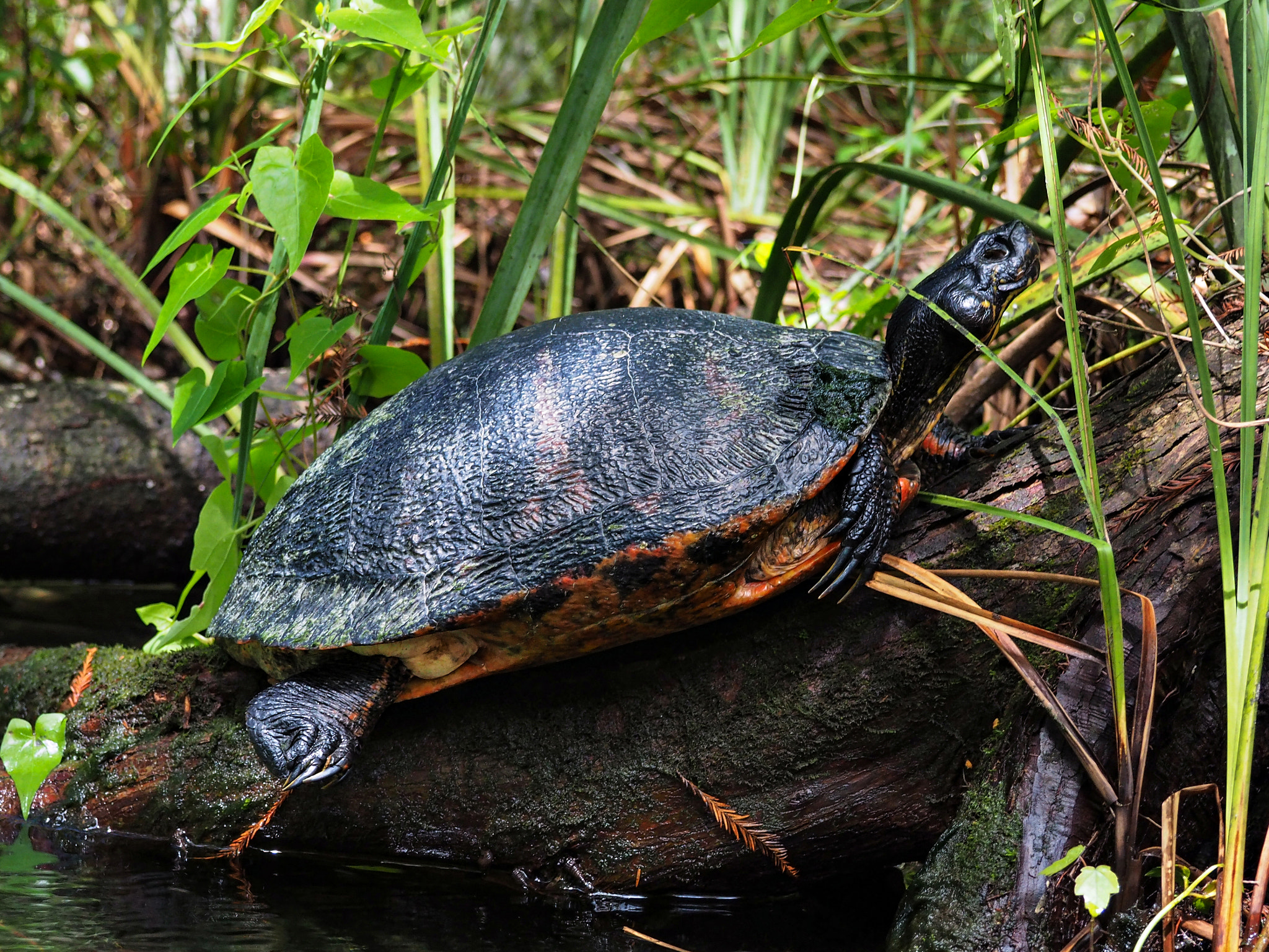 Olympus M.Zuiko Digital 14-42mm F3.5-5.6 II R sample photo. Old and wise on the weeki wachee photography