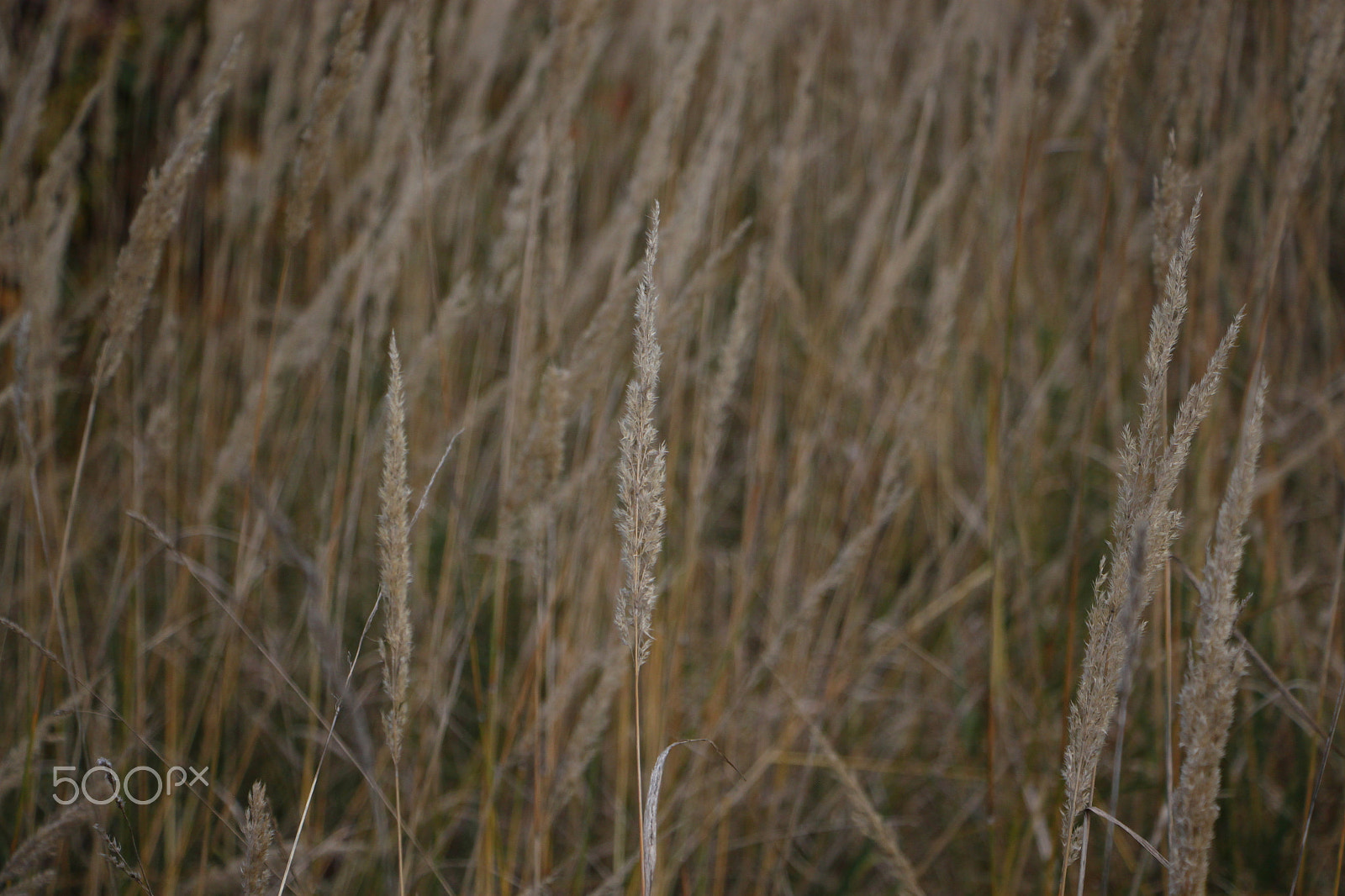Canon EOS 500D (EOS Rebel T1i / EOS Kiss X3) + Canon EF-S 18-135mm F3.5-5.6 IS STM sample photo. Grass photography