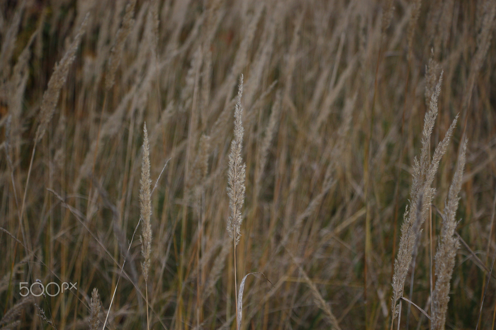 Canon EF-S 18-135mm F3.5-5.6 IS STM sample photo. Grass photography