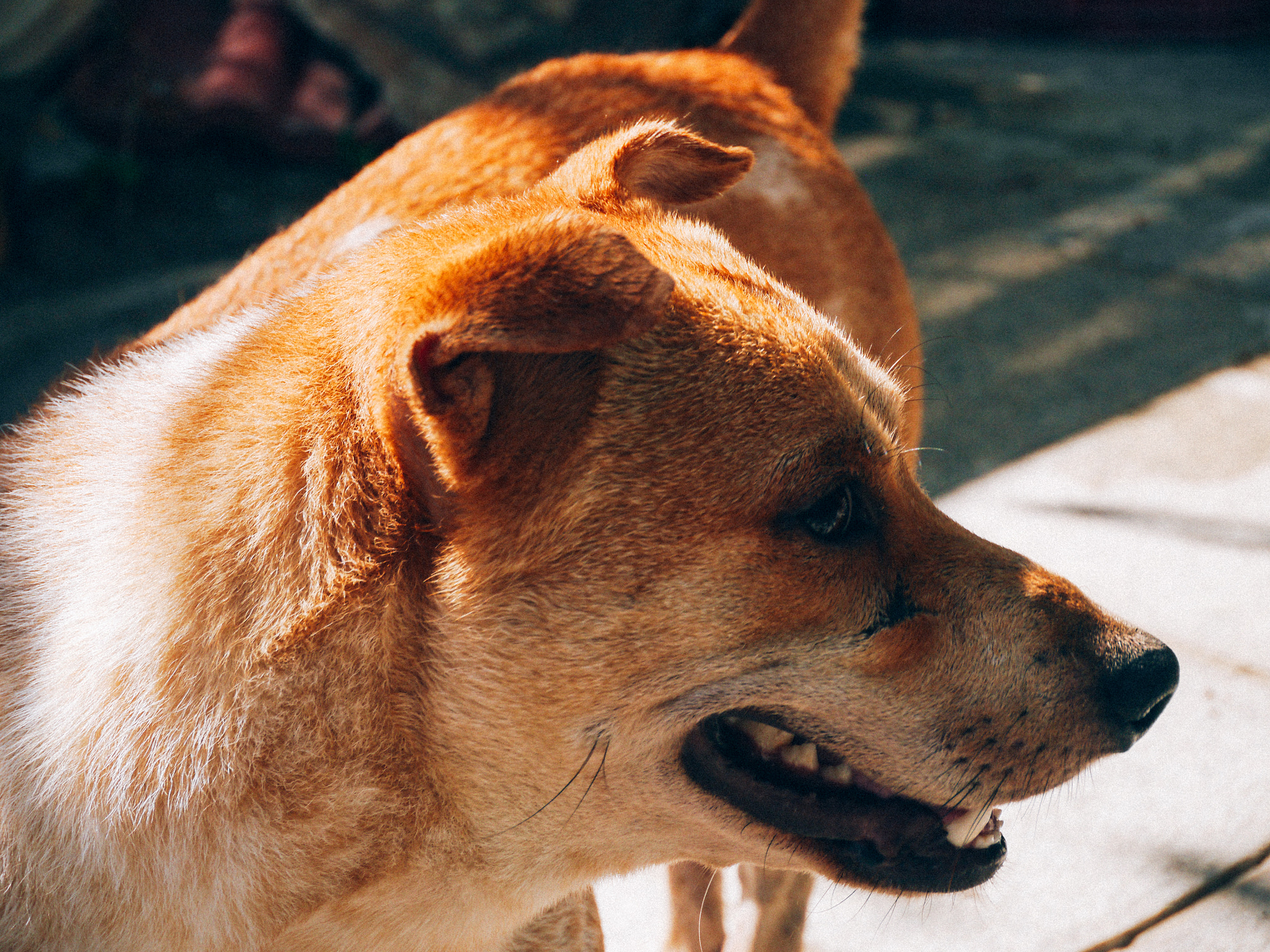 LUMIX G VARIO PZ 14-42/F3.5-5.6 sample photo. His name is lucky photography