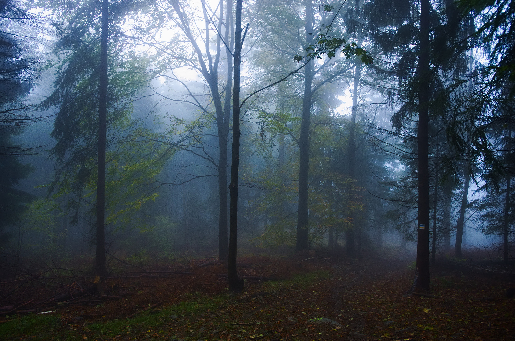 Pentax smc DA 15mm F4 ED AL Limited sample photo. Dark forest photography