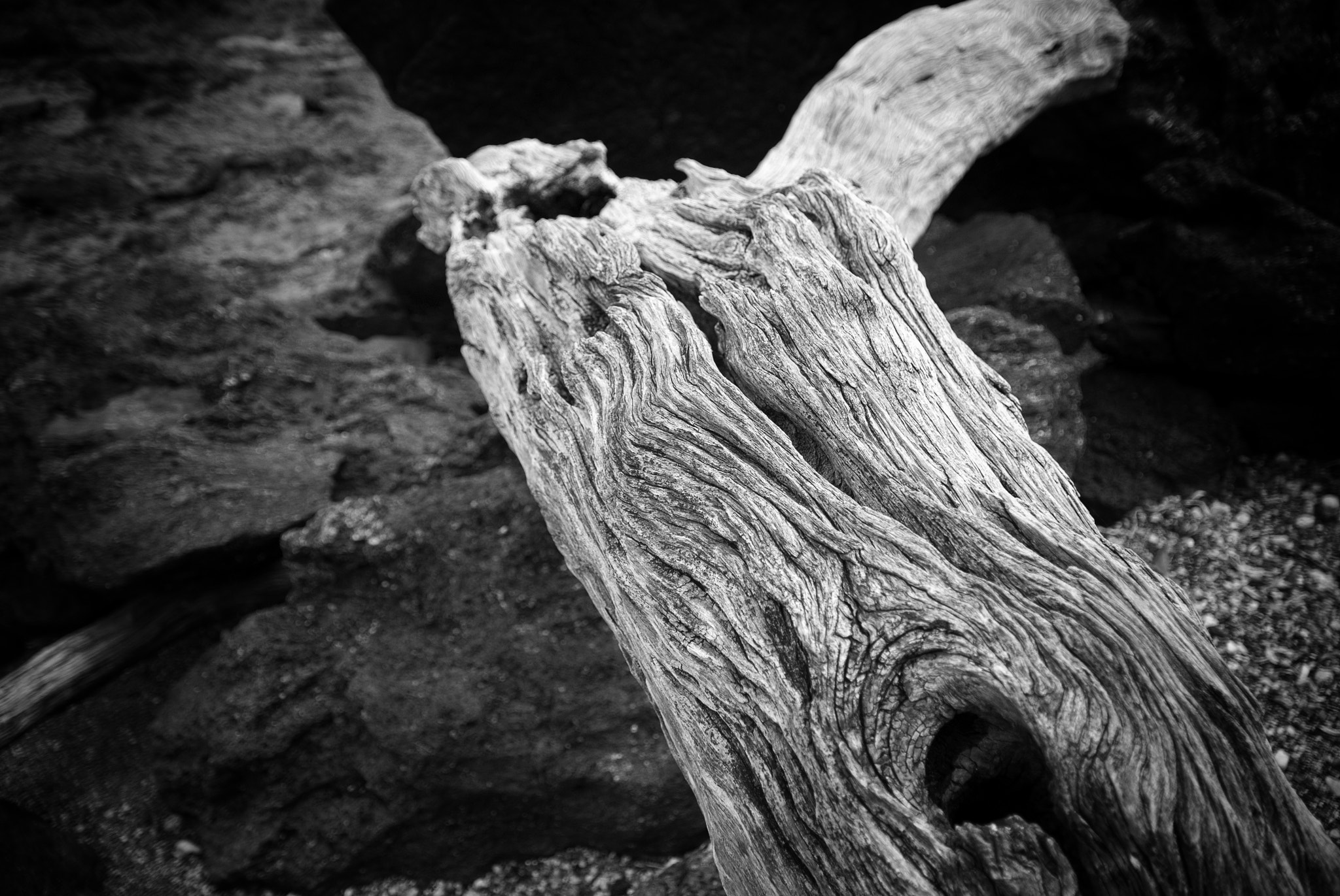 Sigma 17-50mm F2.8 EX DC OS HSM sample photo. Drift wood photography