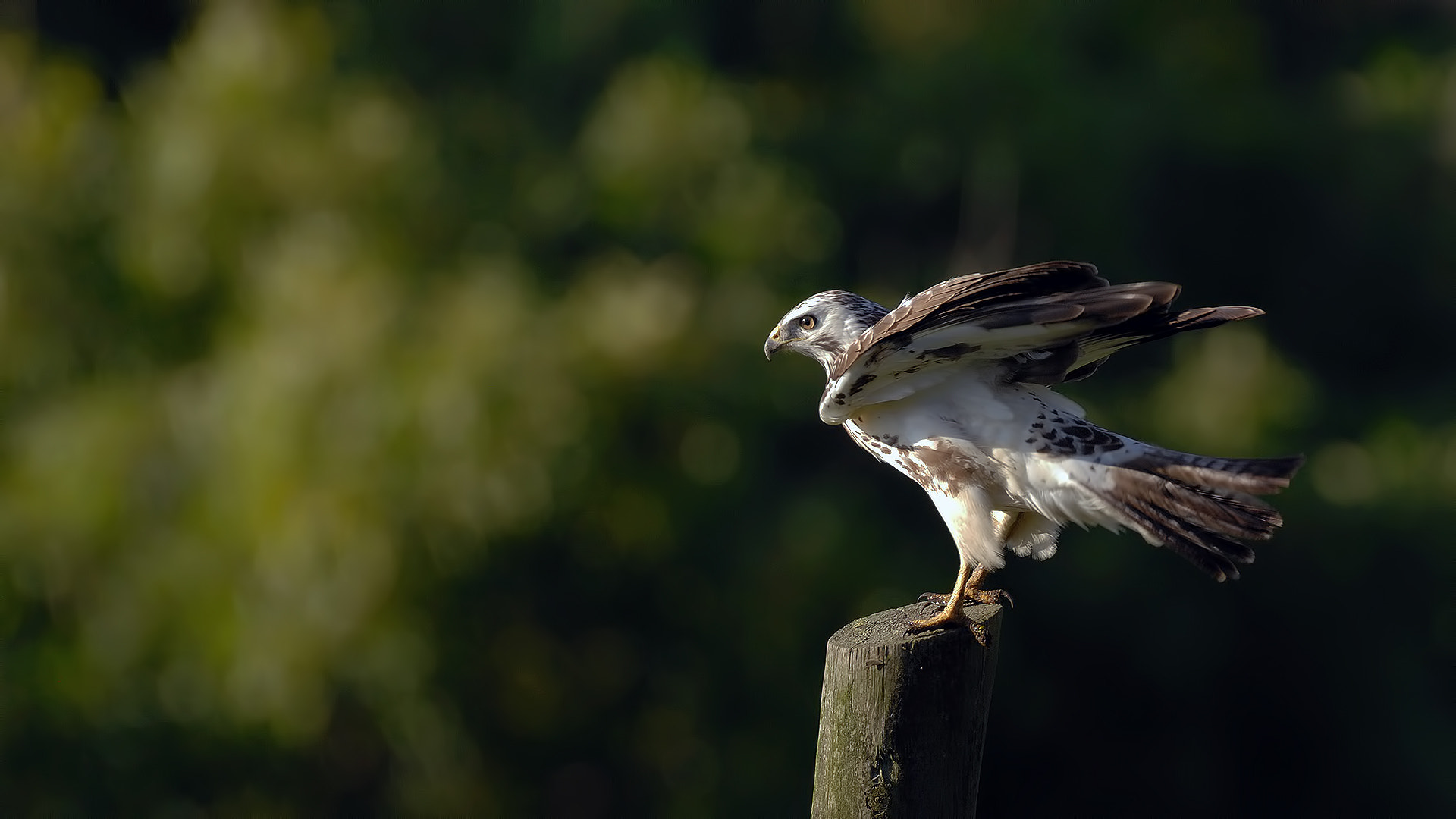 Nikon AF-S Nikkor 600mm F4D ED-IF II sample photo. Buzzard,şahin, photography