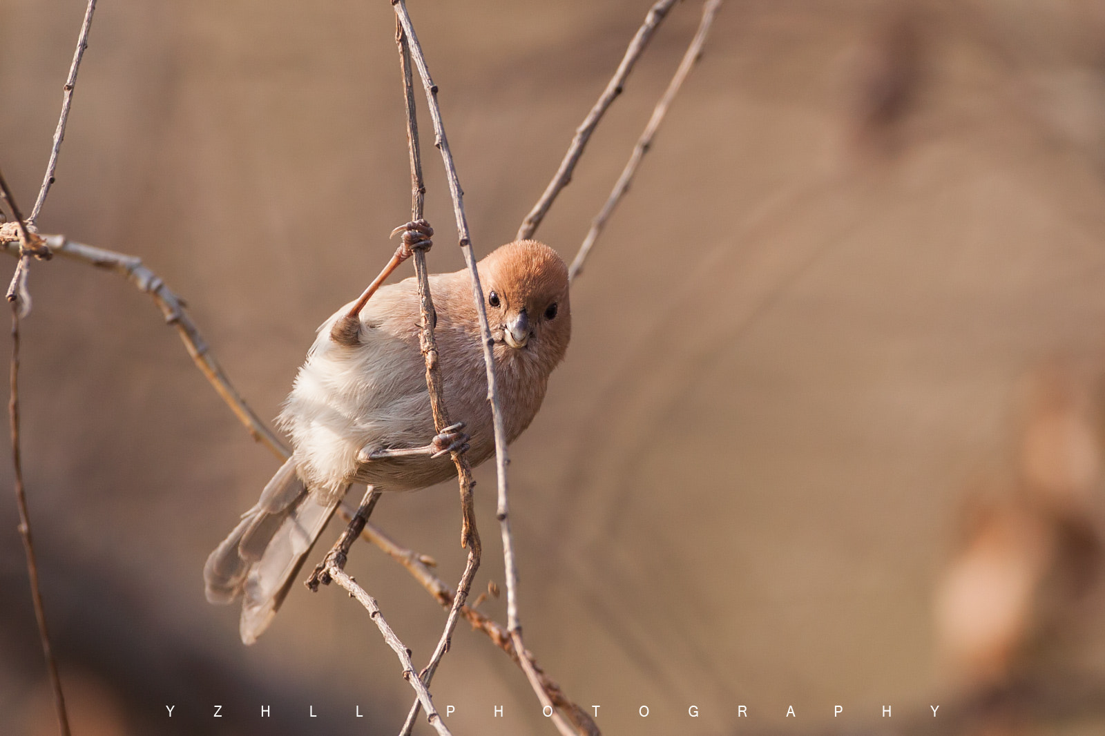 Canon EOS 50D + Canon EF 500mm F4L IS USM sample photo. Paradoxornis webbianus photography