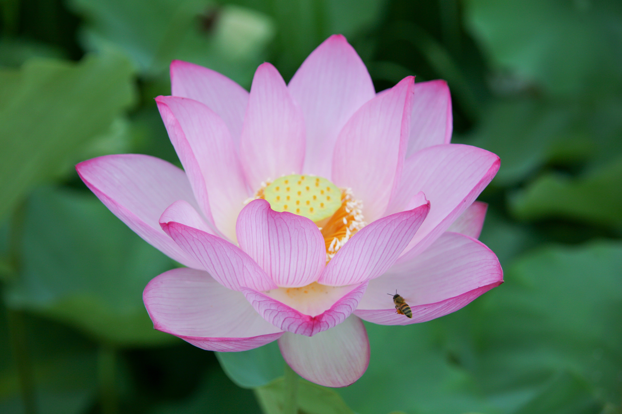 Canon EOS 5D + Tamron AF 28-300mm F3.5-6.3 XR Di VC LD Aspherical (IF) Macro sample photo. Lotus flower and honeybee photography