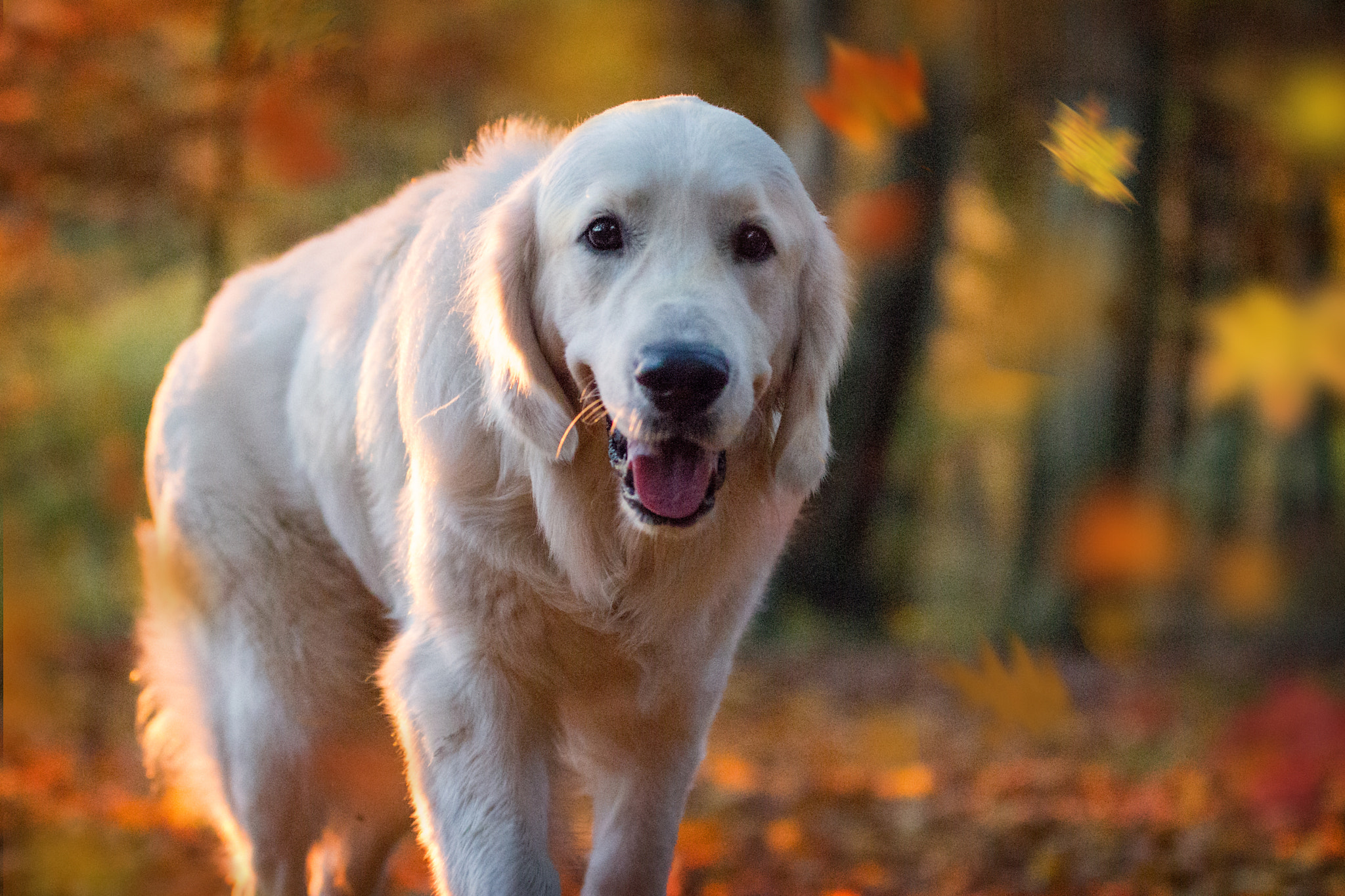 Sigma 70-200mm F2.8 EX DG OS HSM sample photo. Mr churchill and the late autumn sun photography