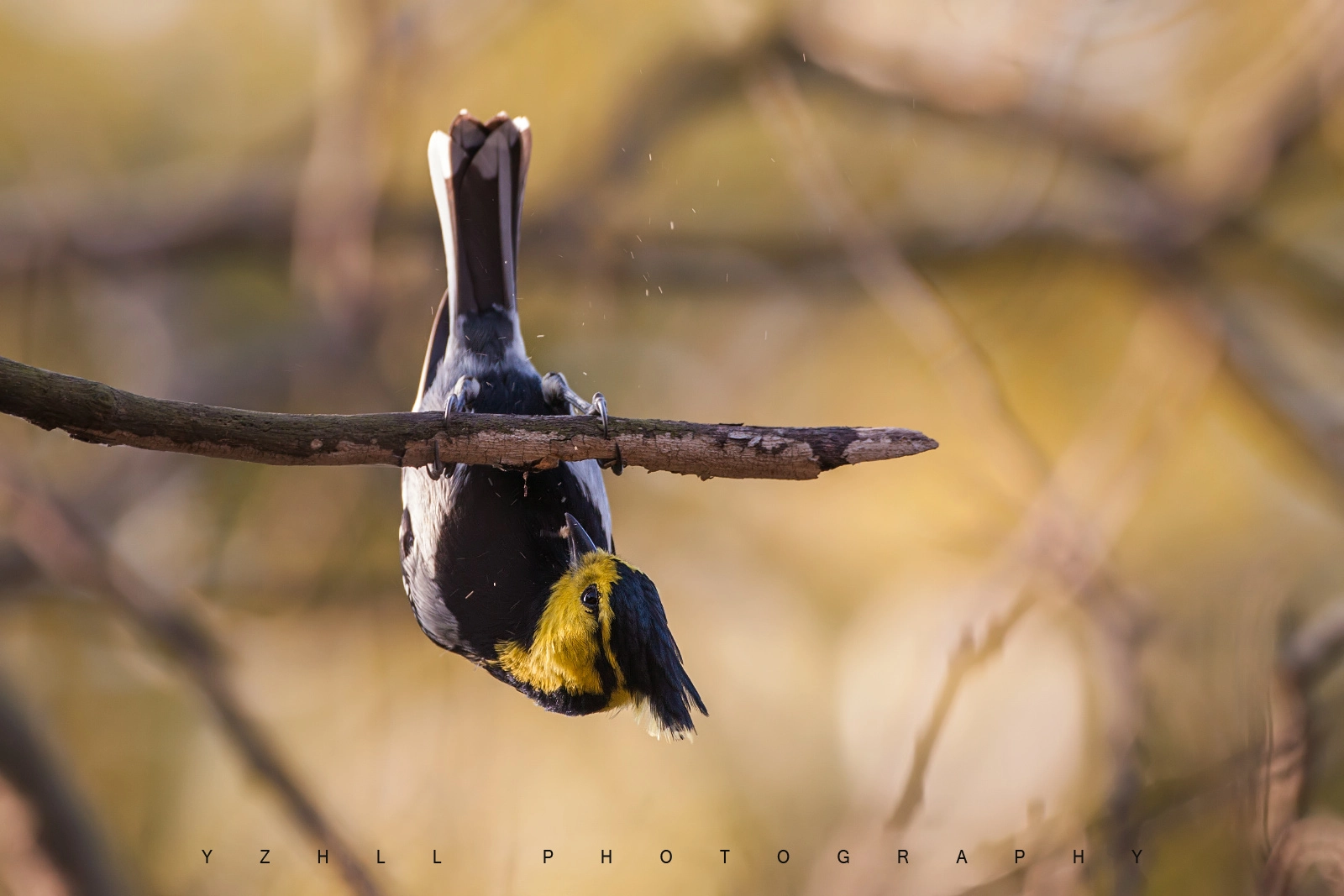 Canon EOS 50D + Canon EF 500mm F4L IS USM sample photo. Parus spilonotus photography